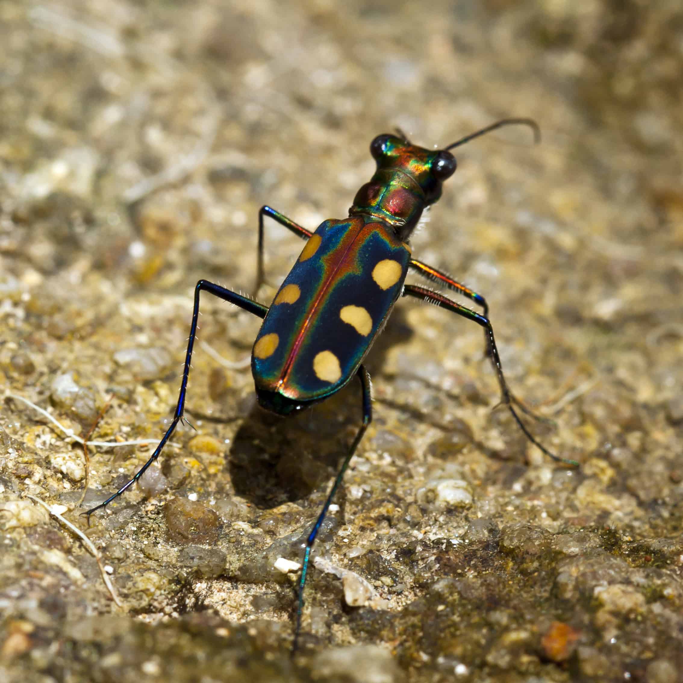 Salt Creek Tiger Beetle