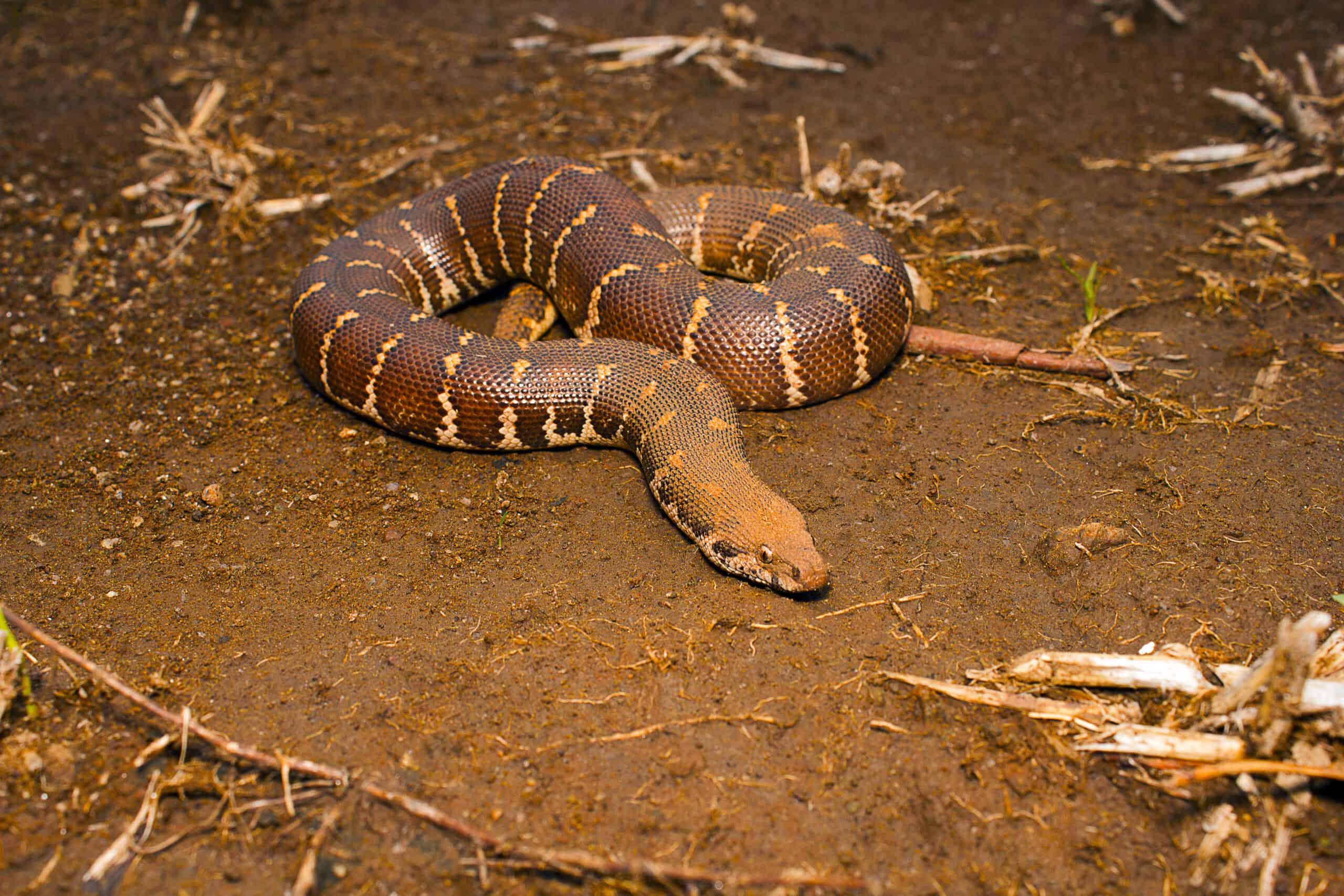 Sand Boa (Eryx spp.)