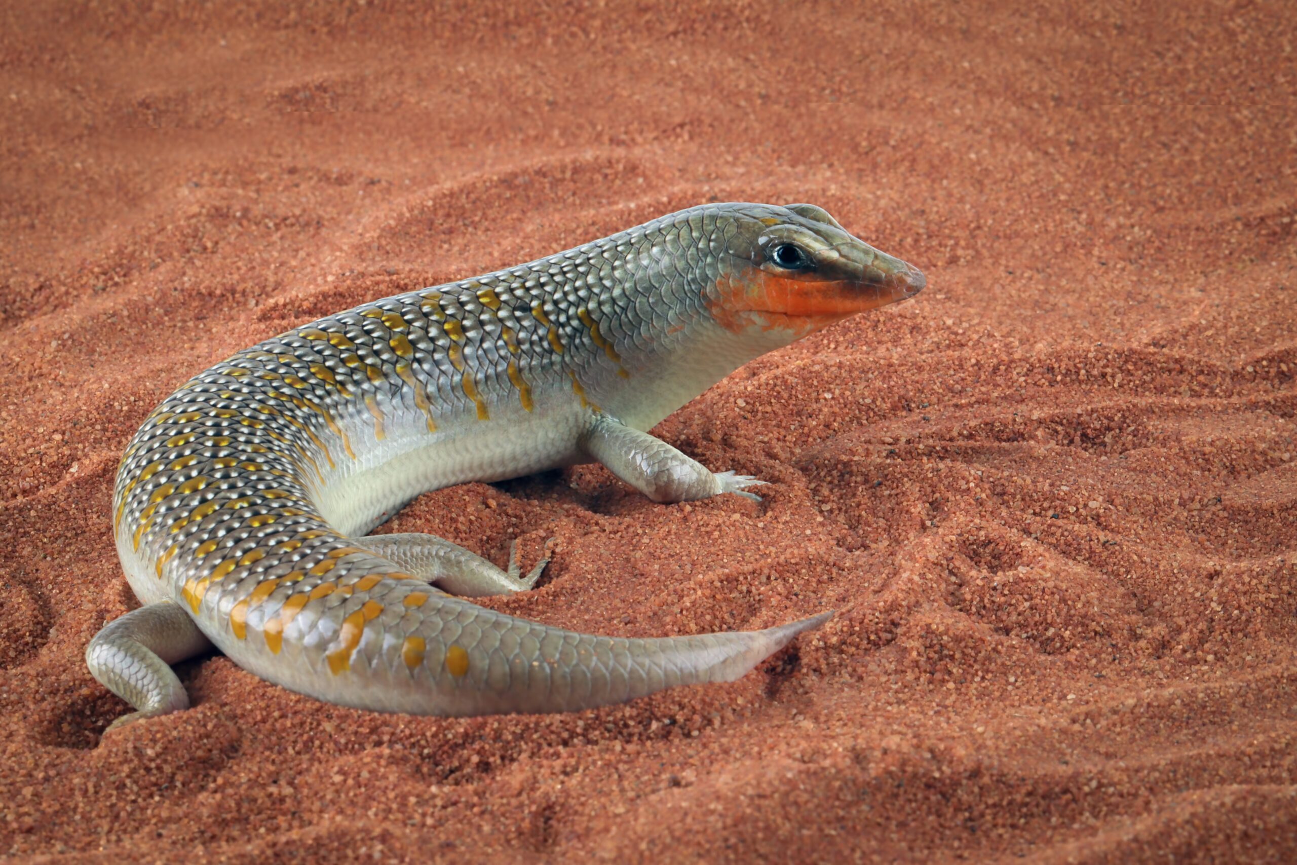 Sandfish Skink (Scincus scincus)