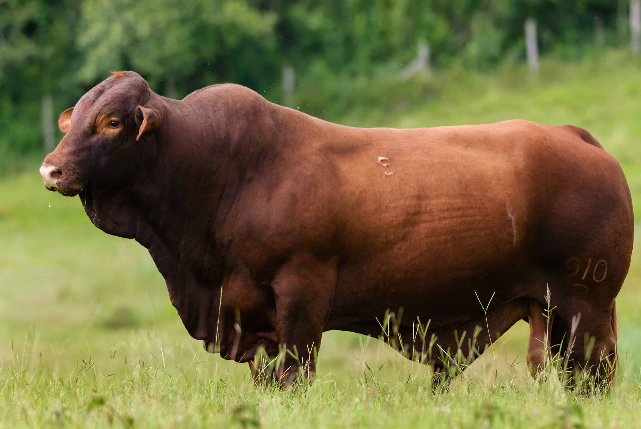 Santa Gertrudis Cattle