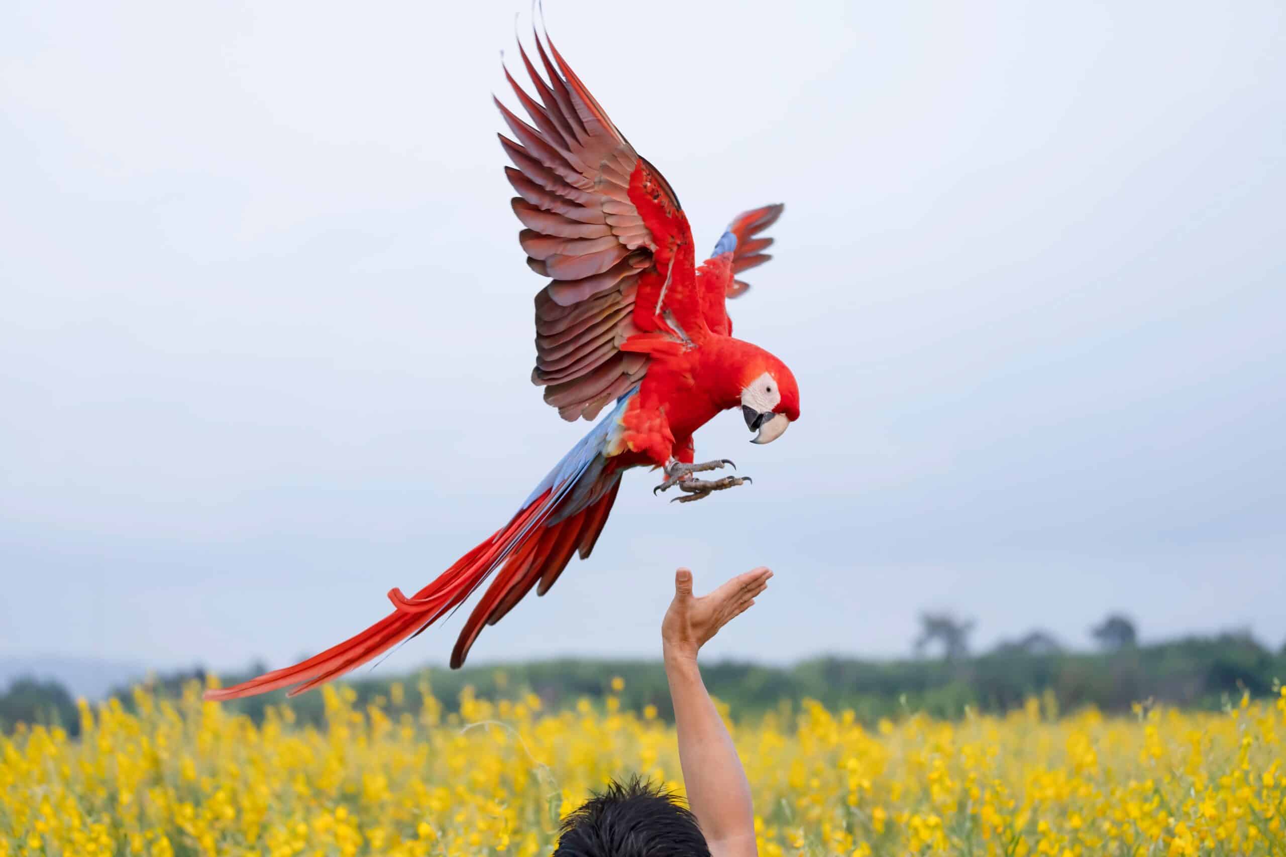 Scarlet Macaw