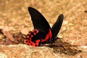 15 Exotic Butterflies Found In Remote Locations - Rarest.org