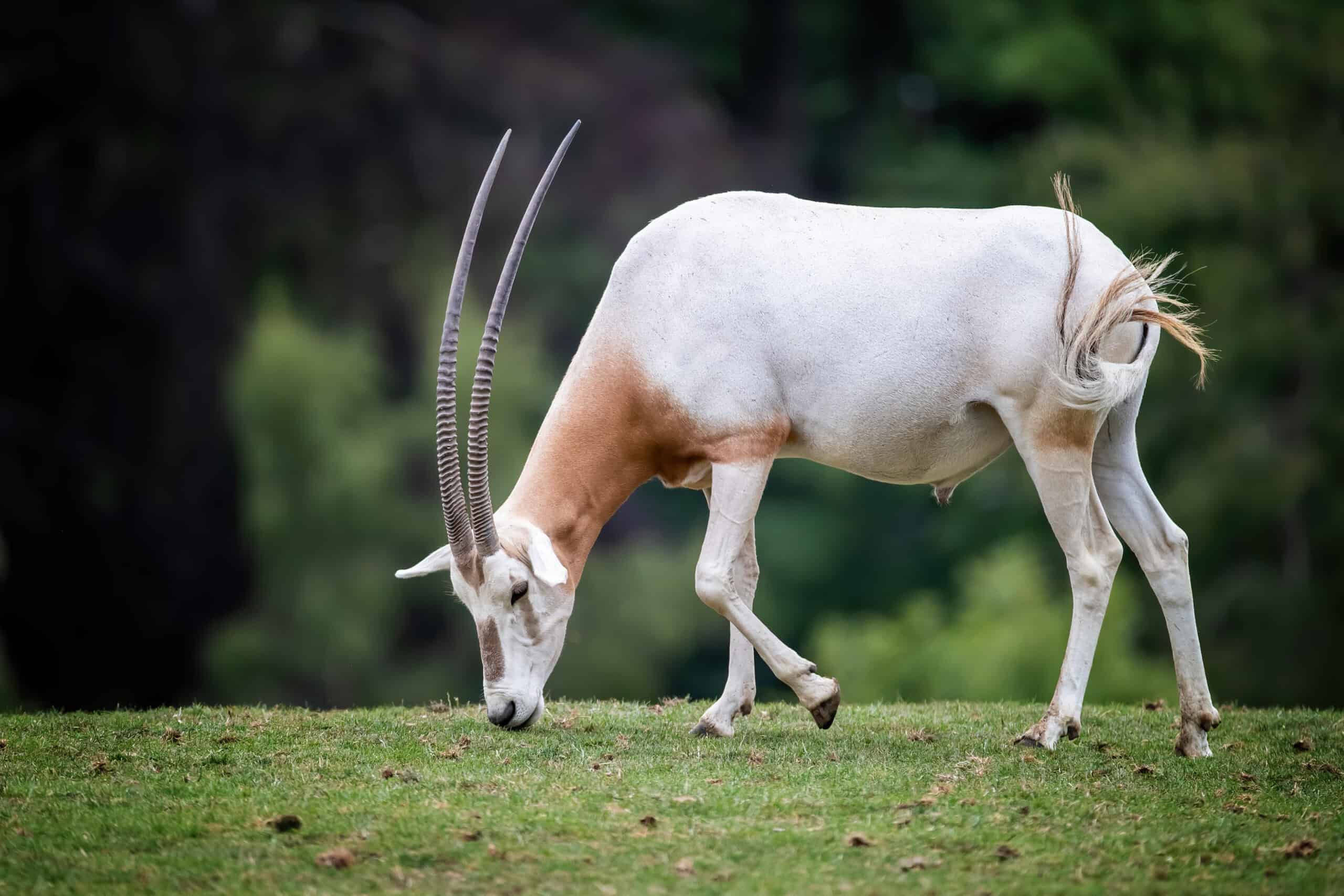 Scimitar-horned Oryx