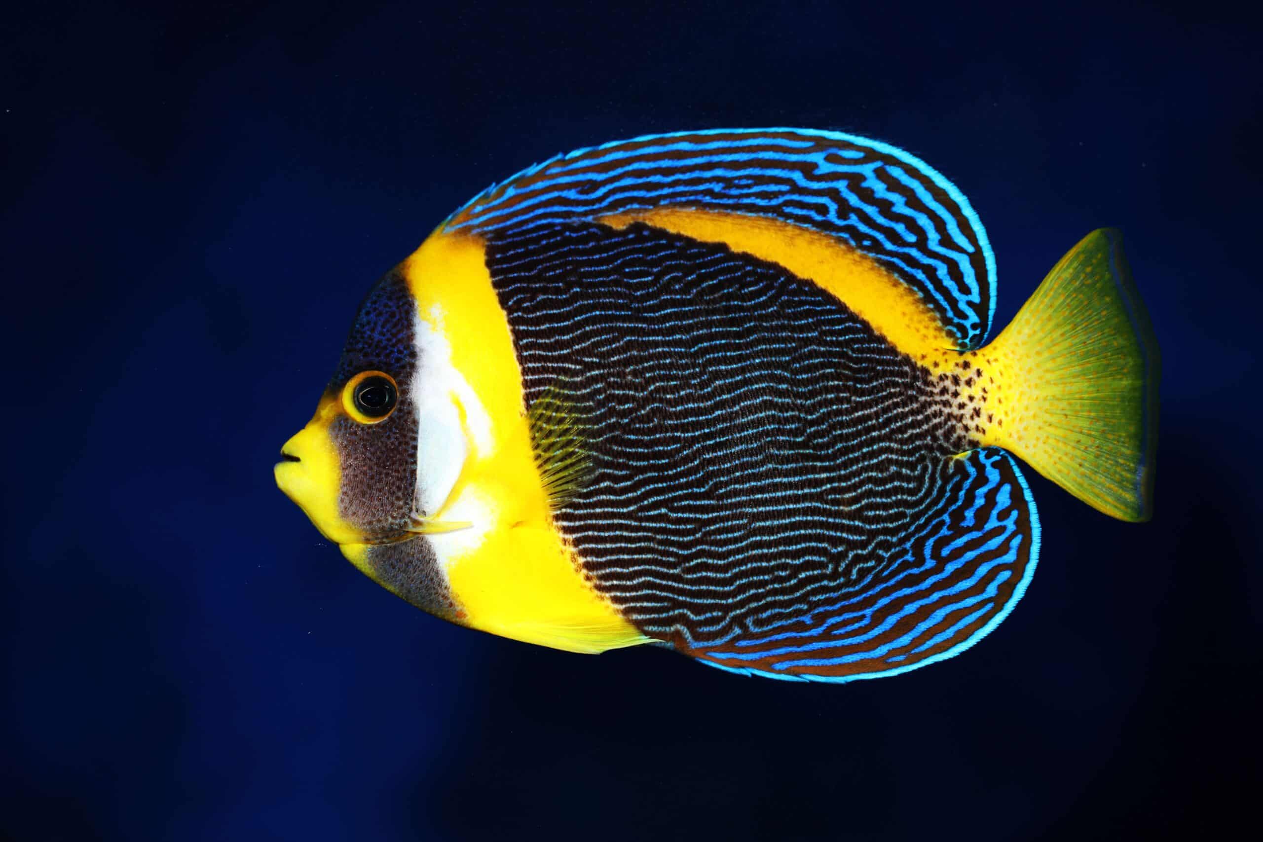 Scribbled Angelfish