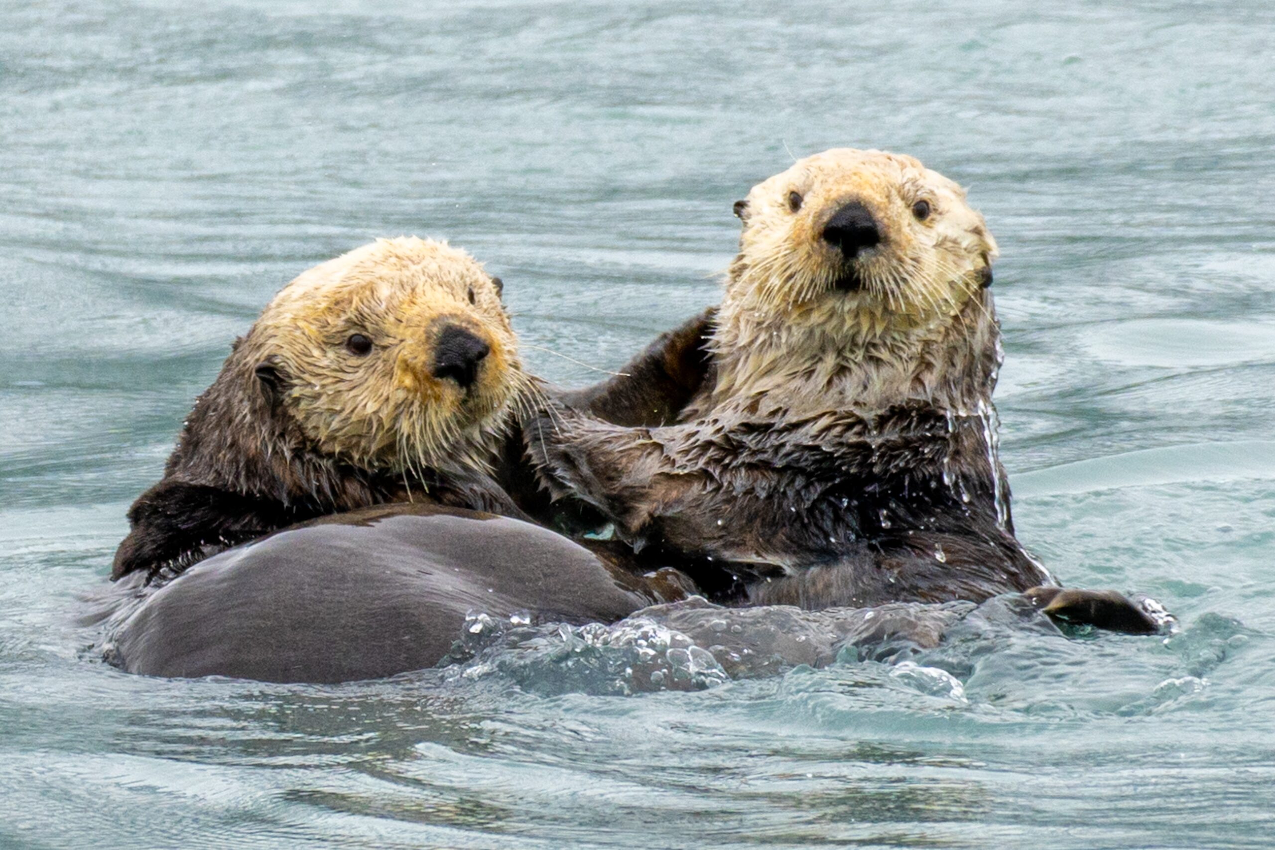 Sea Otter