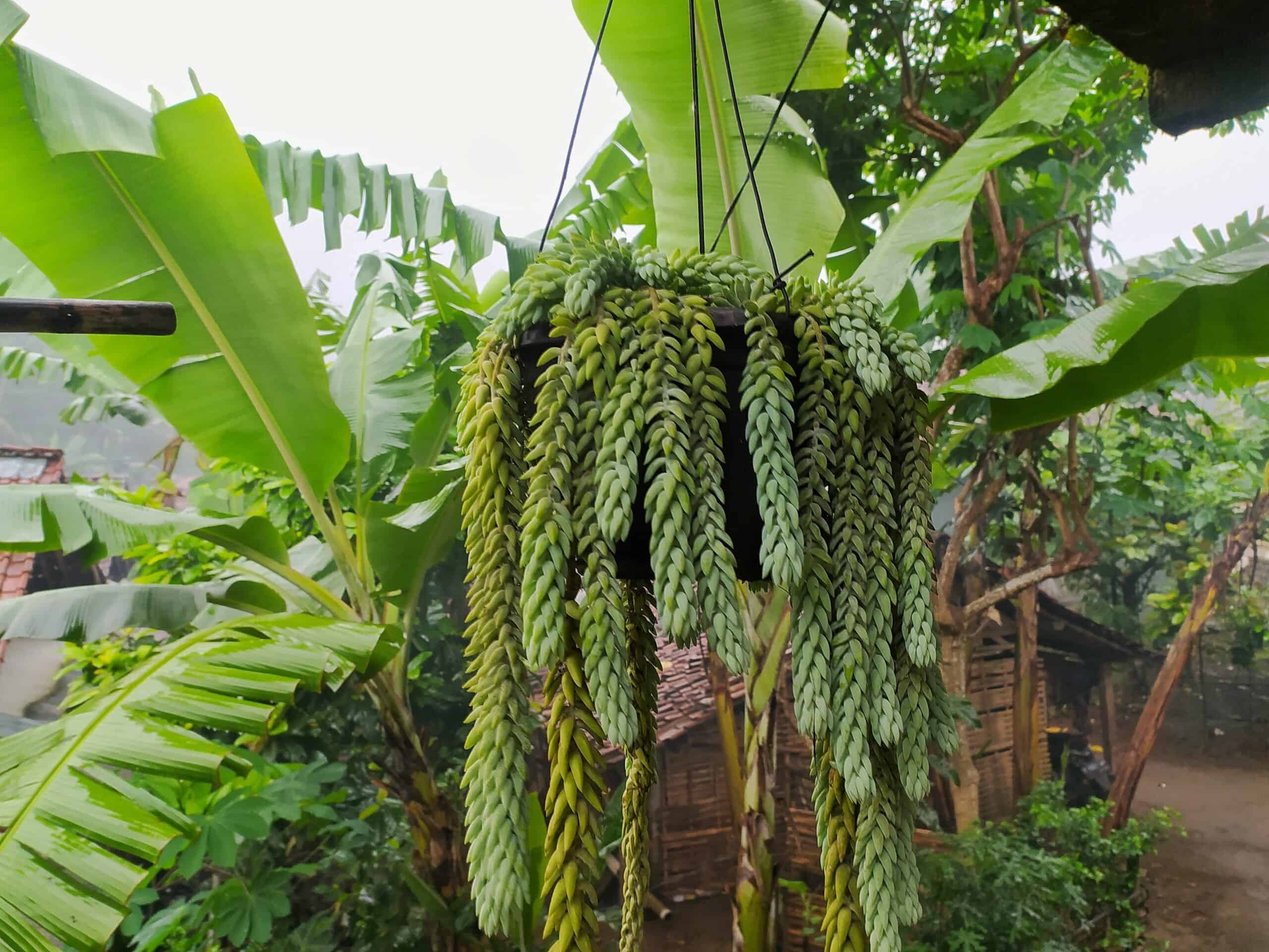 Sedum morganianum (Burro’s Tail)