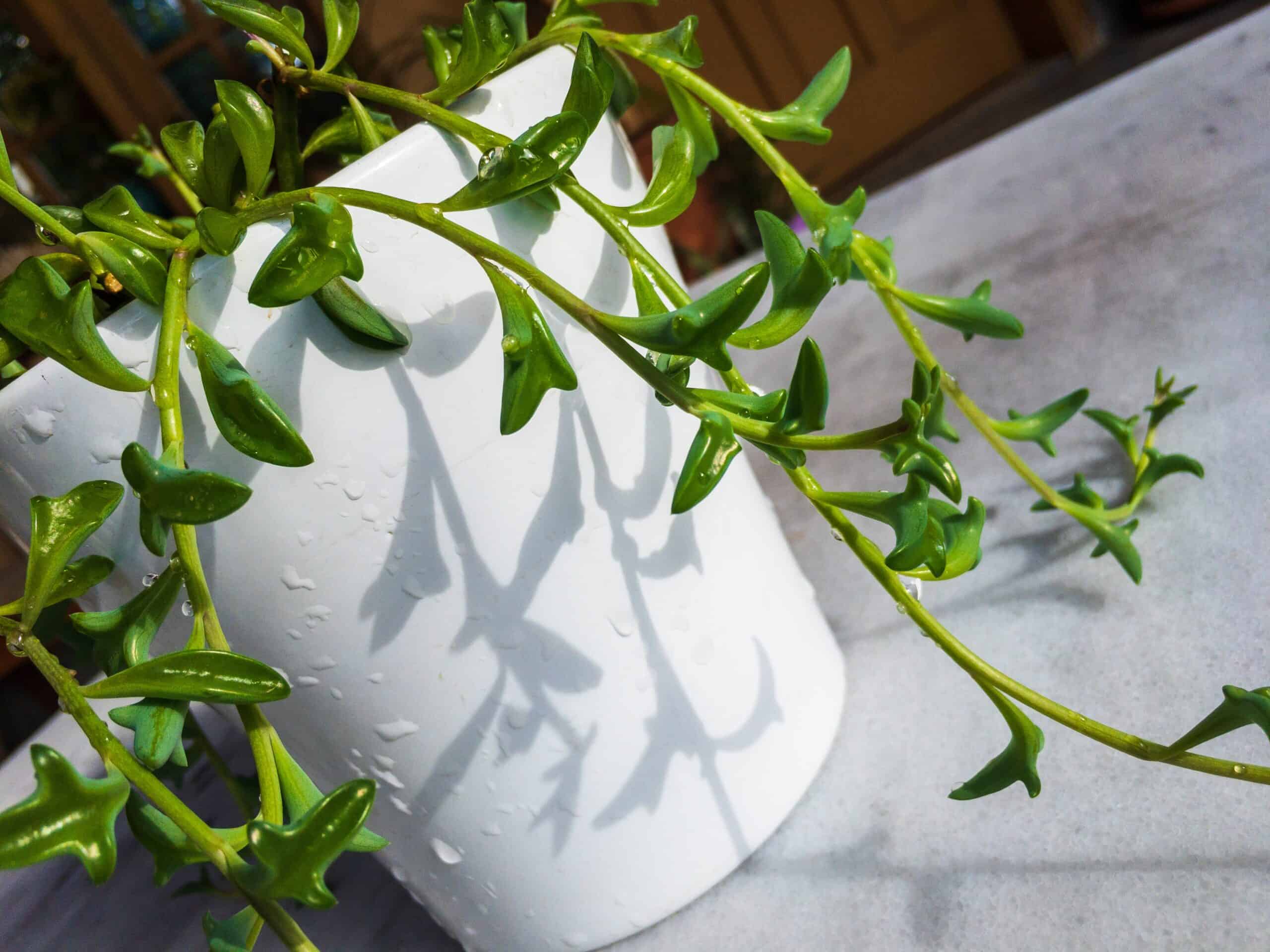 Senecio peregrinus (String of Dolphins)