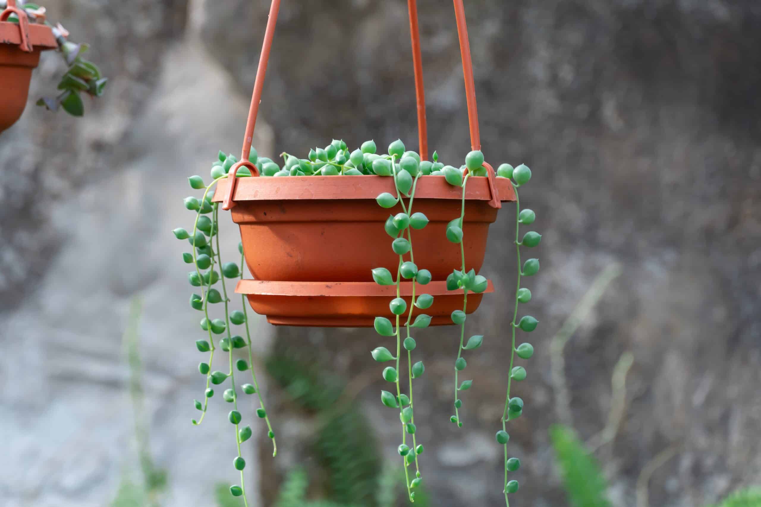 Senecio rowleyanus (String of Pearls)