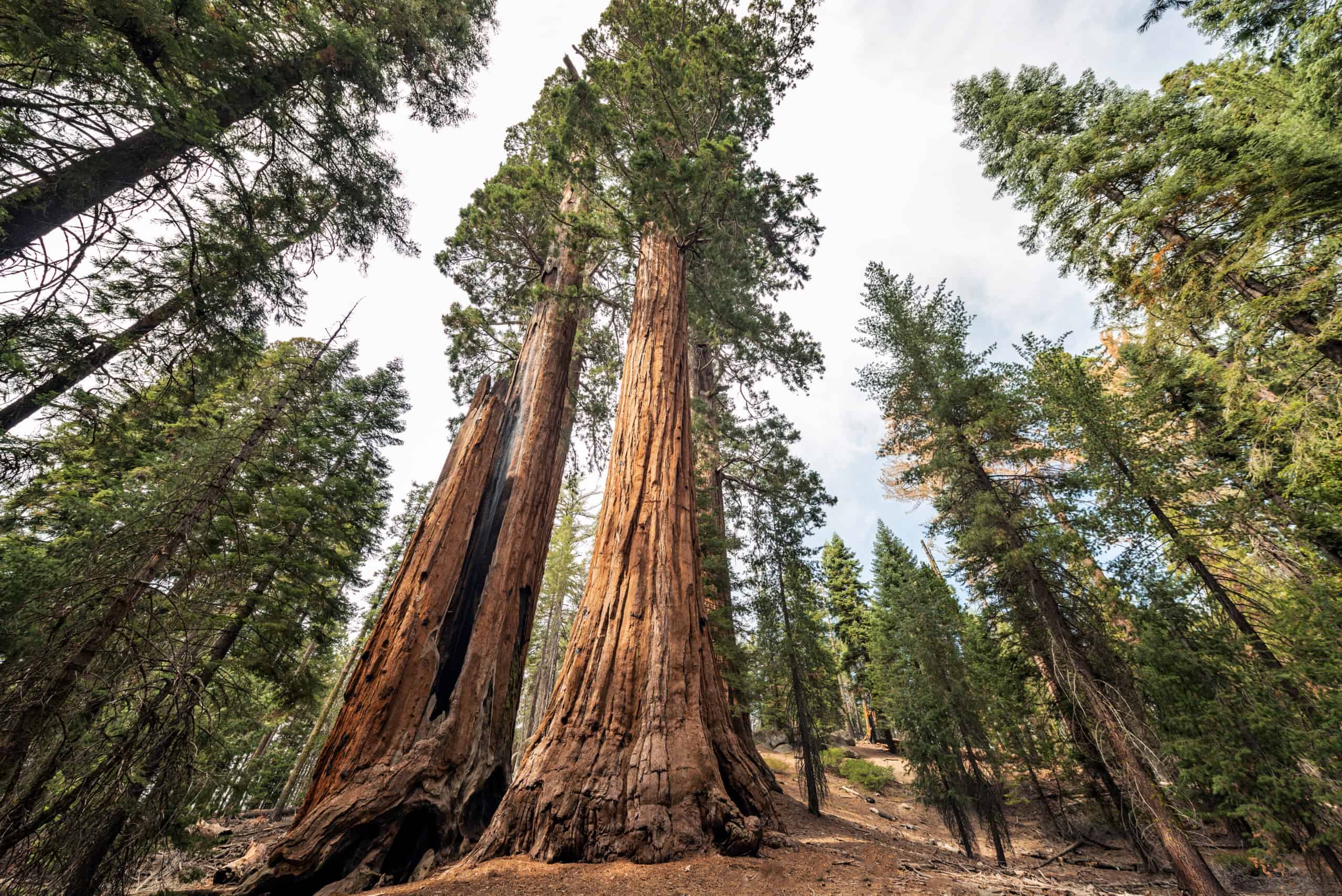 Sequoia National Park, California, USA