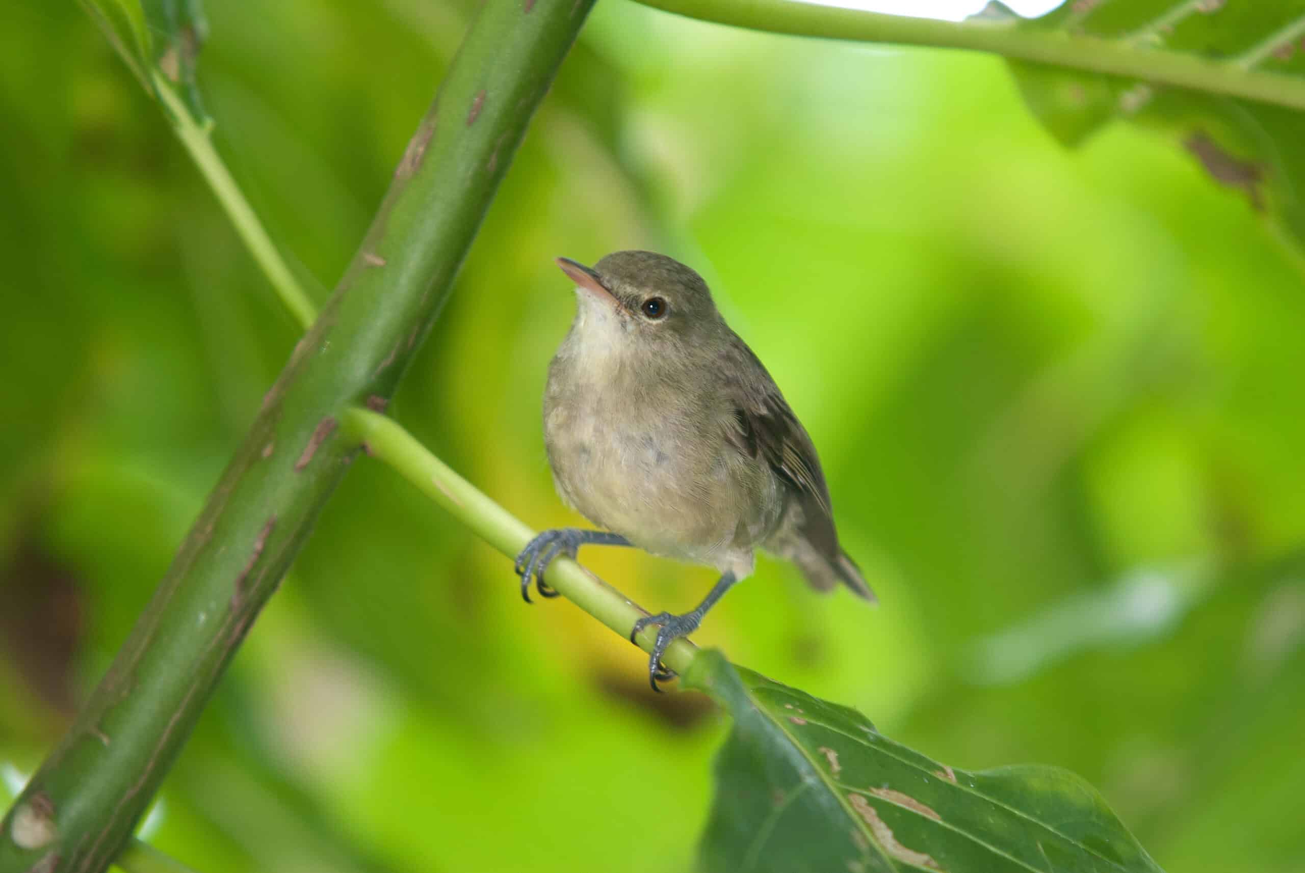 Seychelles Warbler