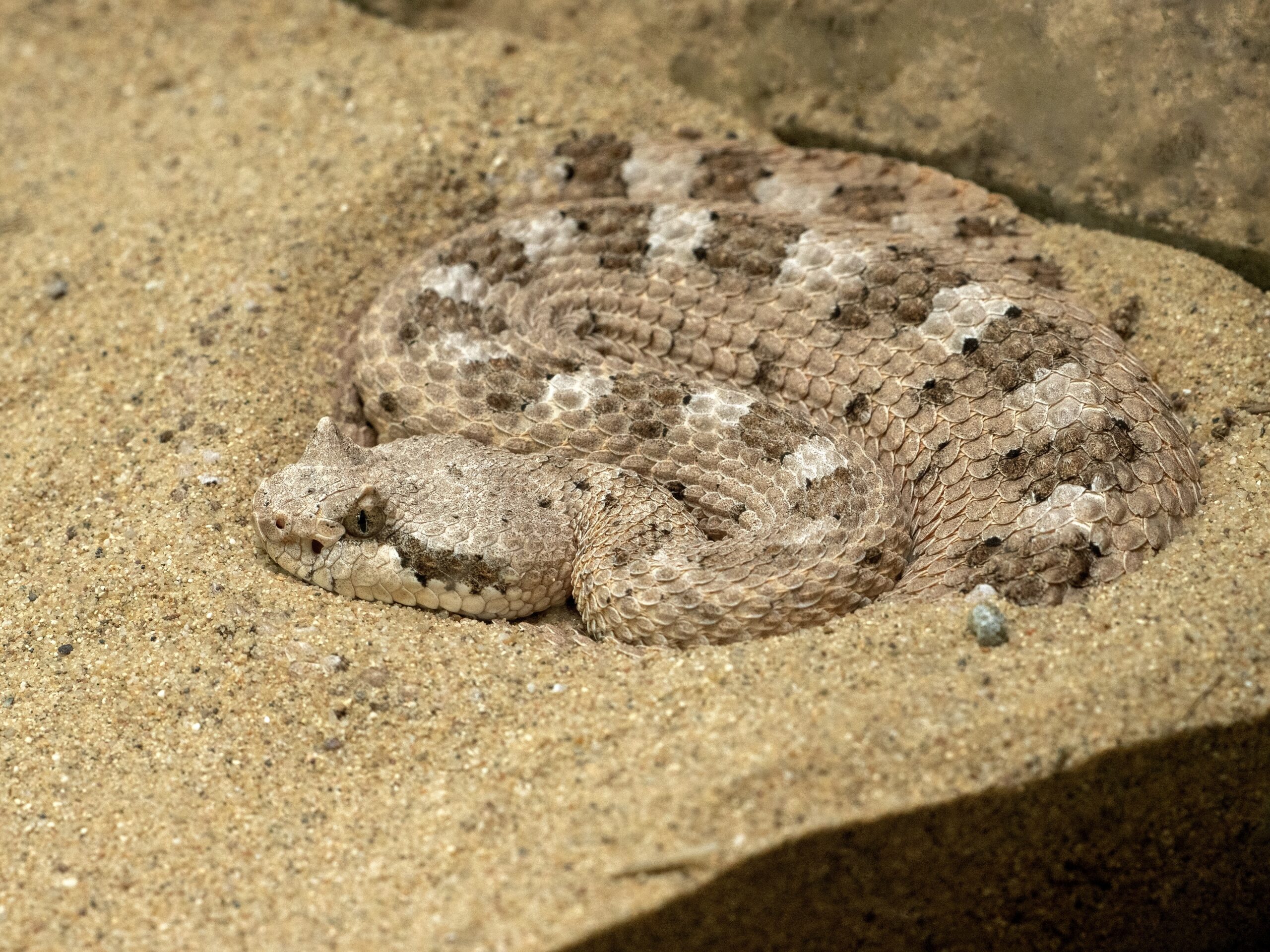 Sidewinder Rattlesnake (Crotalus cerastes)