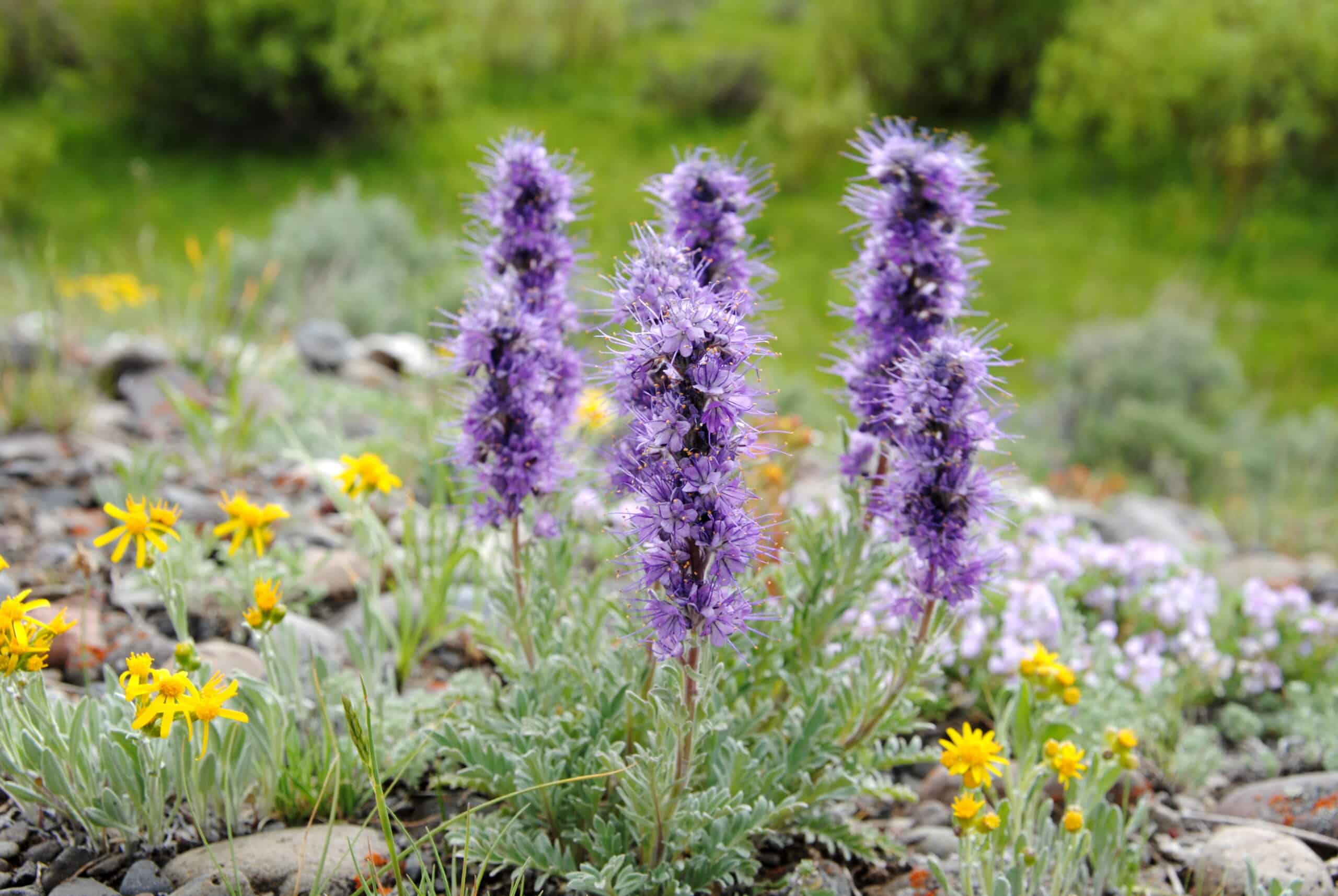 Silky Phacelia