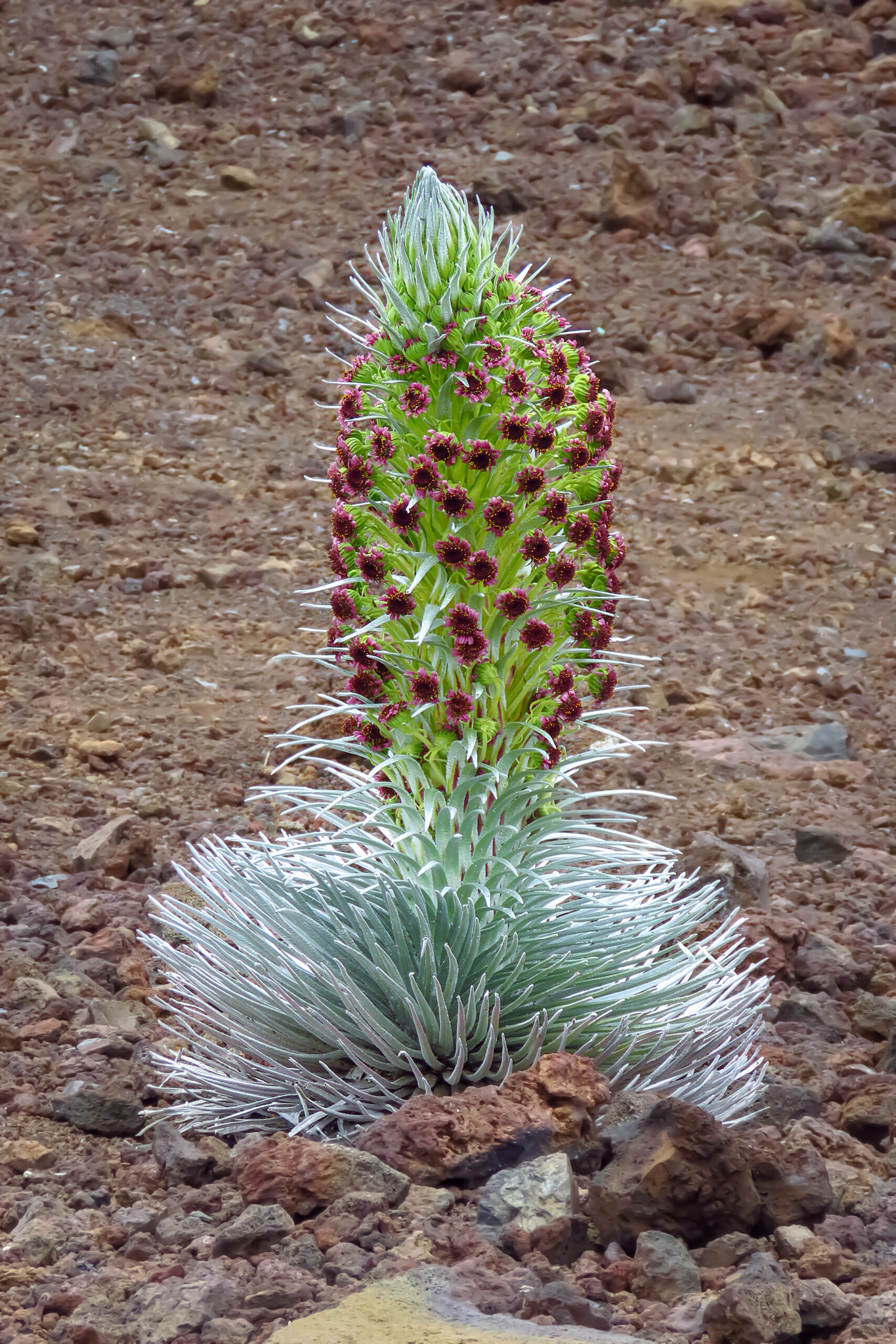 Silversword (Argyroxiphium sandwicense)