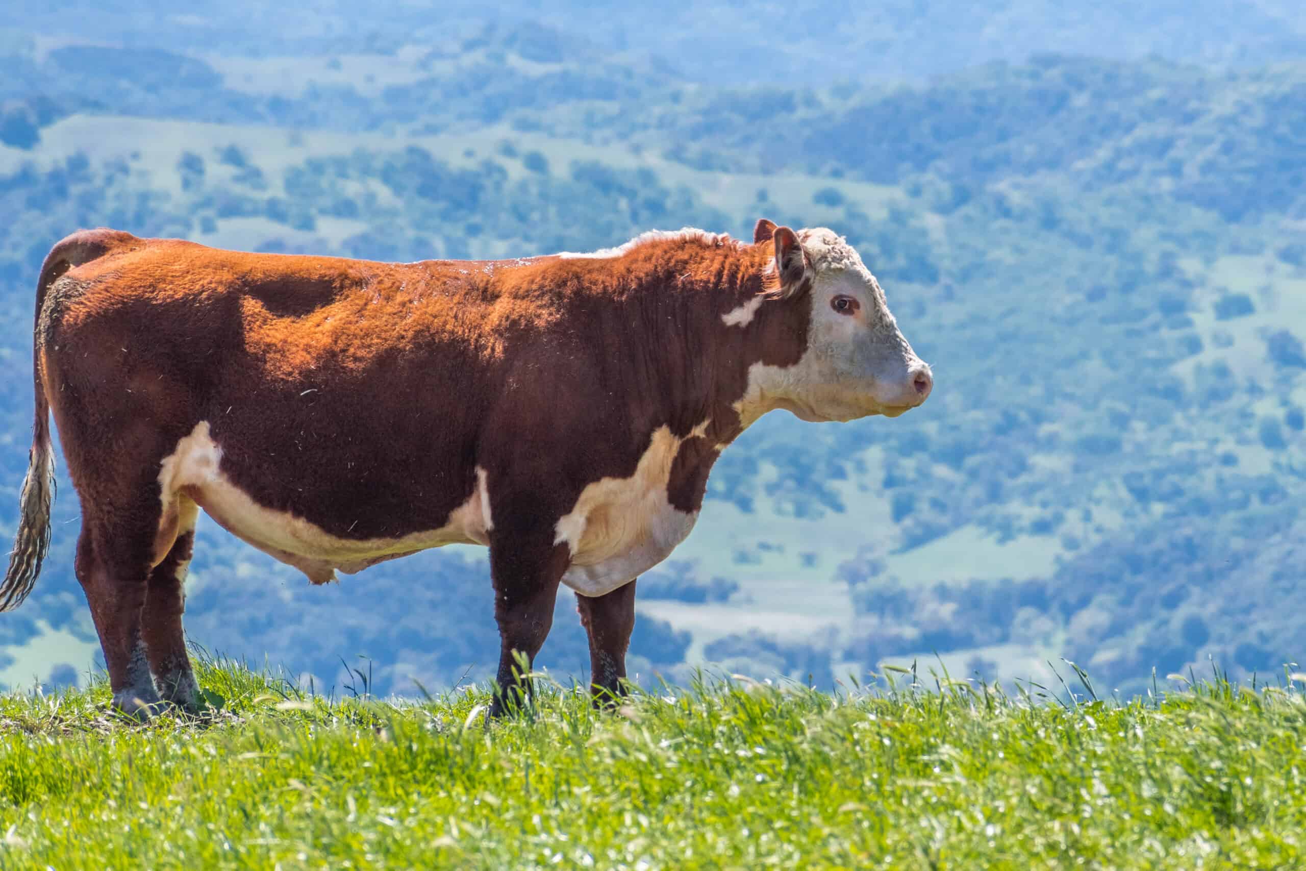 Simmental Bull