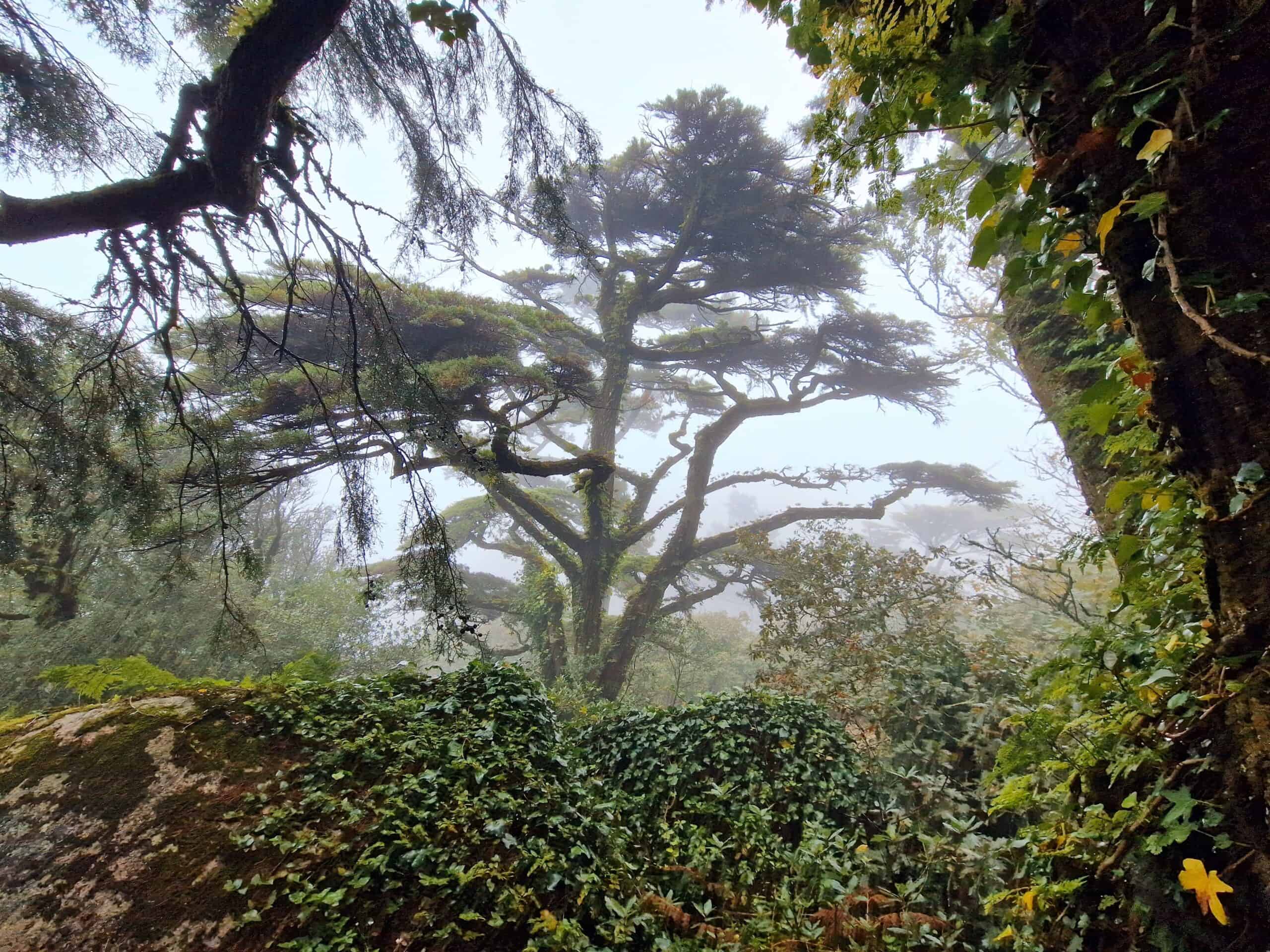 Sintra Forest, Portugal