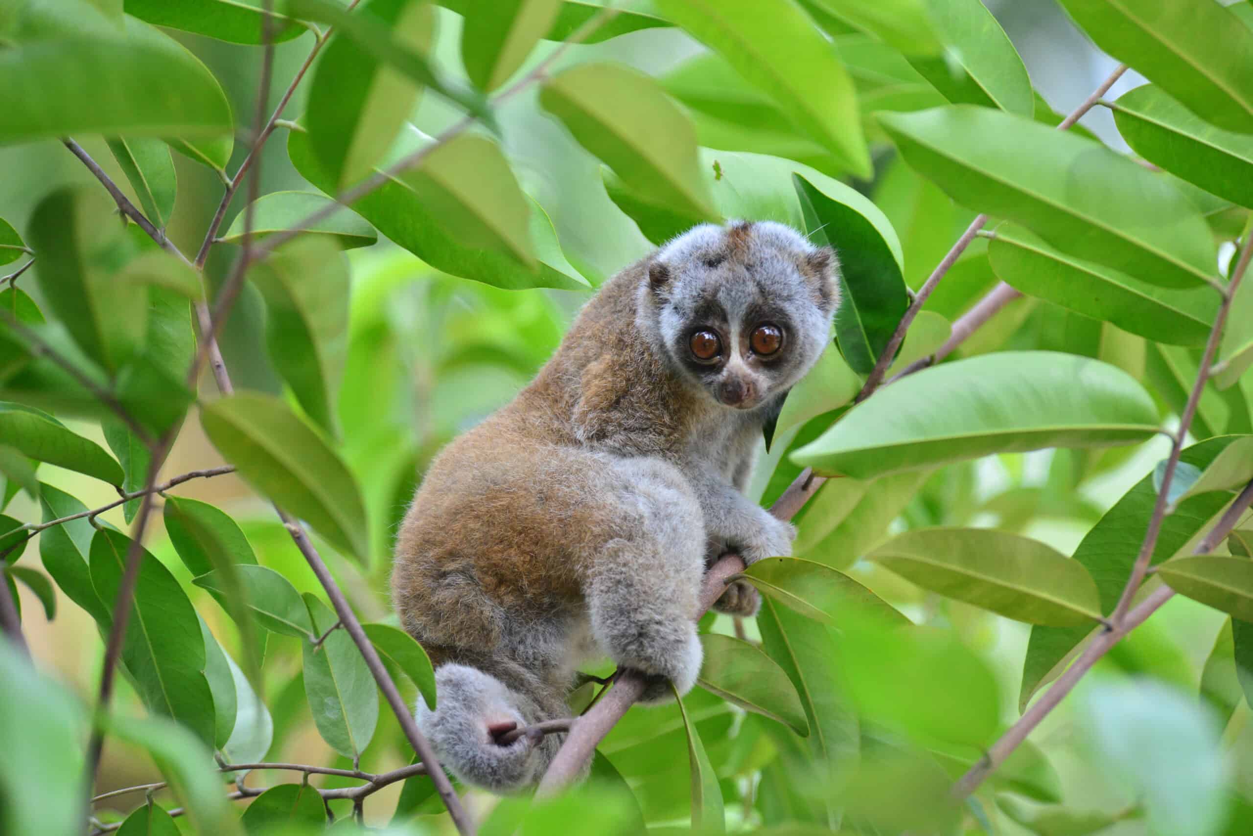 Slow Loris