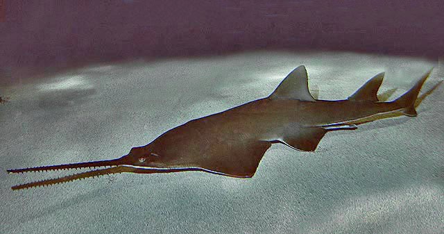 Smalltooth Sawfish