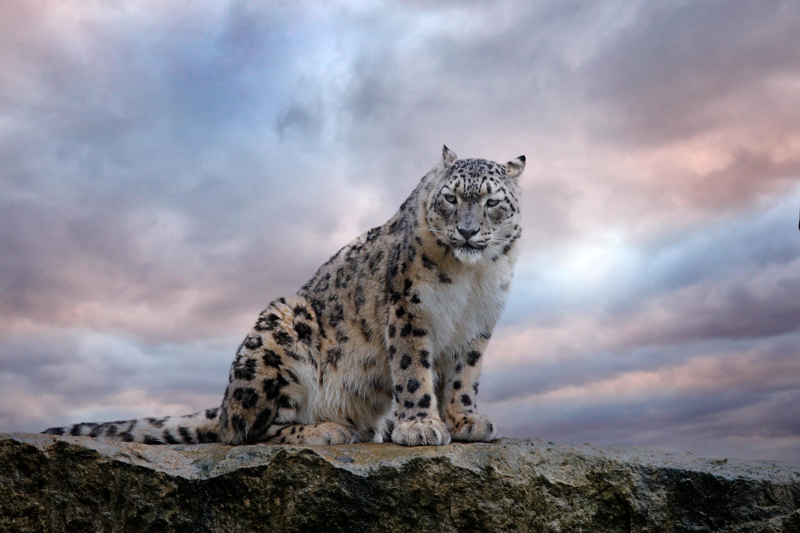 Snow Leopard