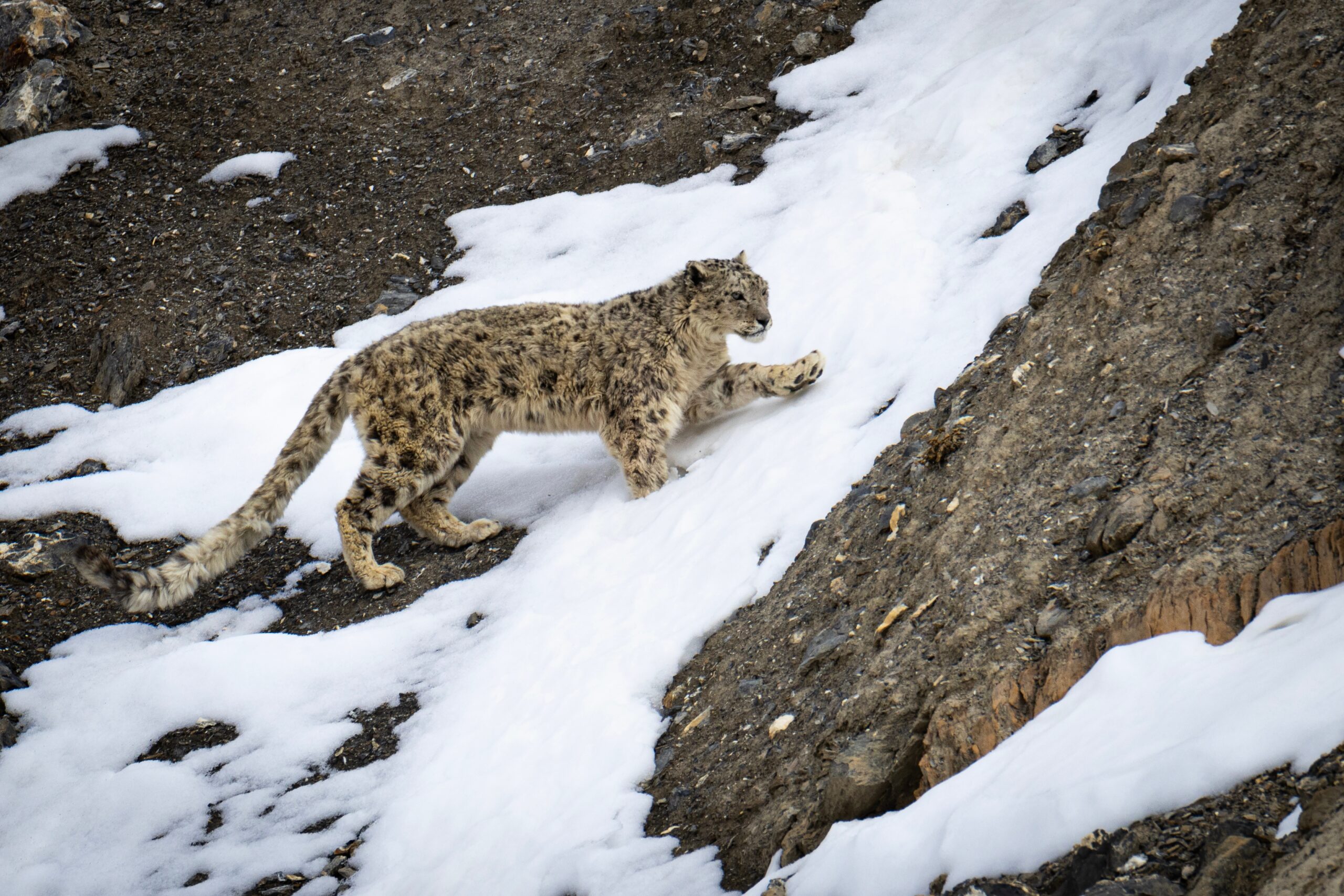 Snow Leopard in the Himalayas