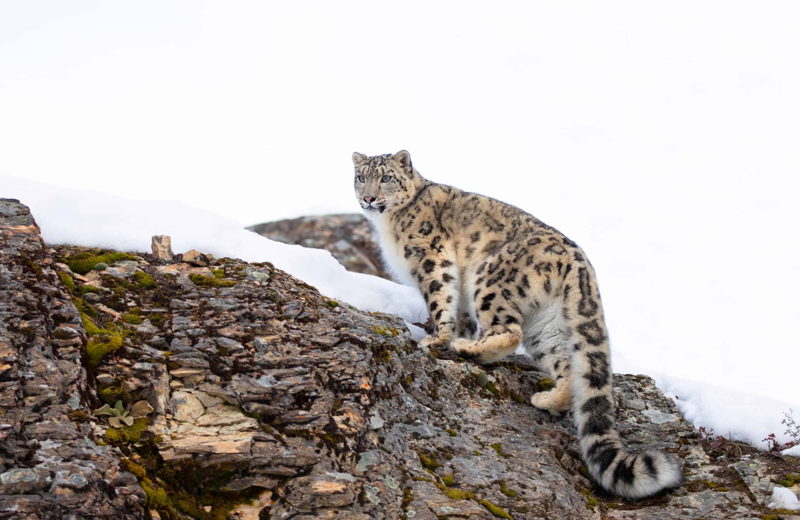 Snow Leopard