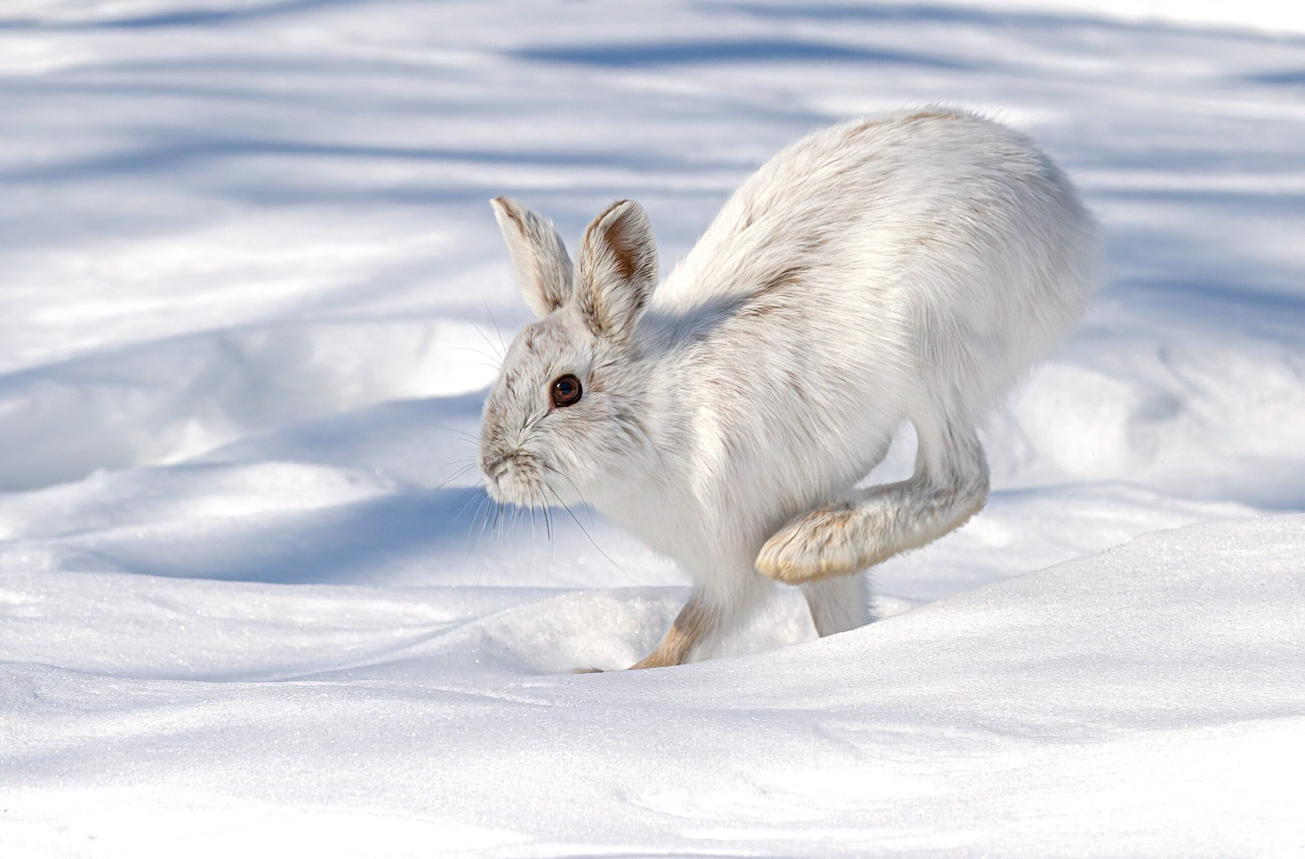 Snowshoe Hare