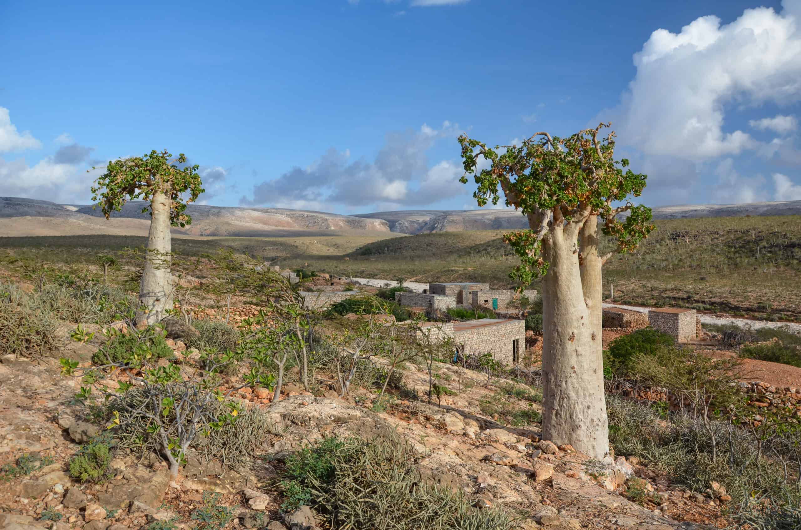 Socotra Cucumber Tree (Dendrosicyos socotranus)