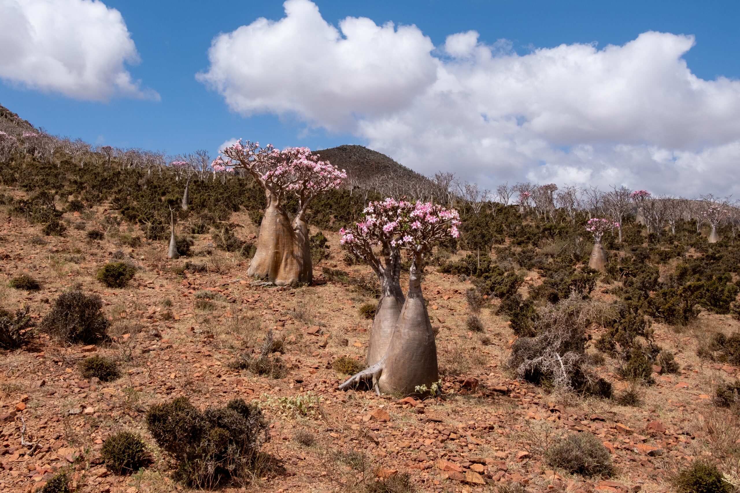 Socotra Desert Rose