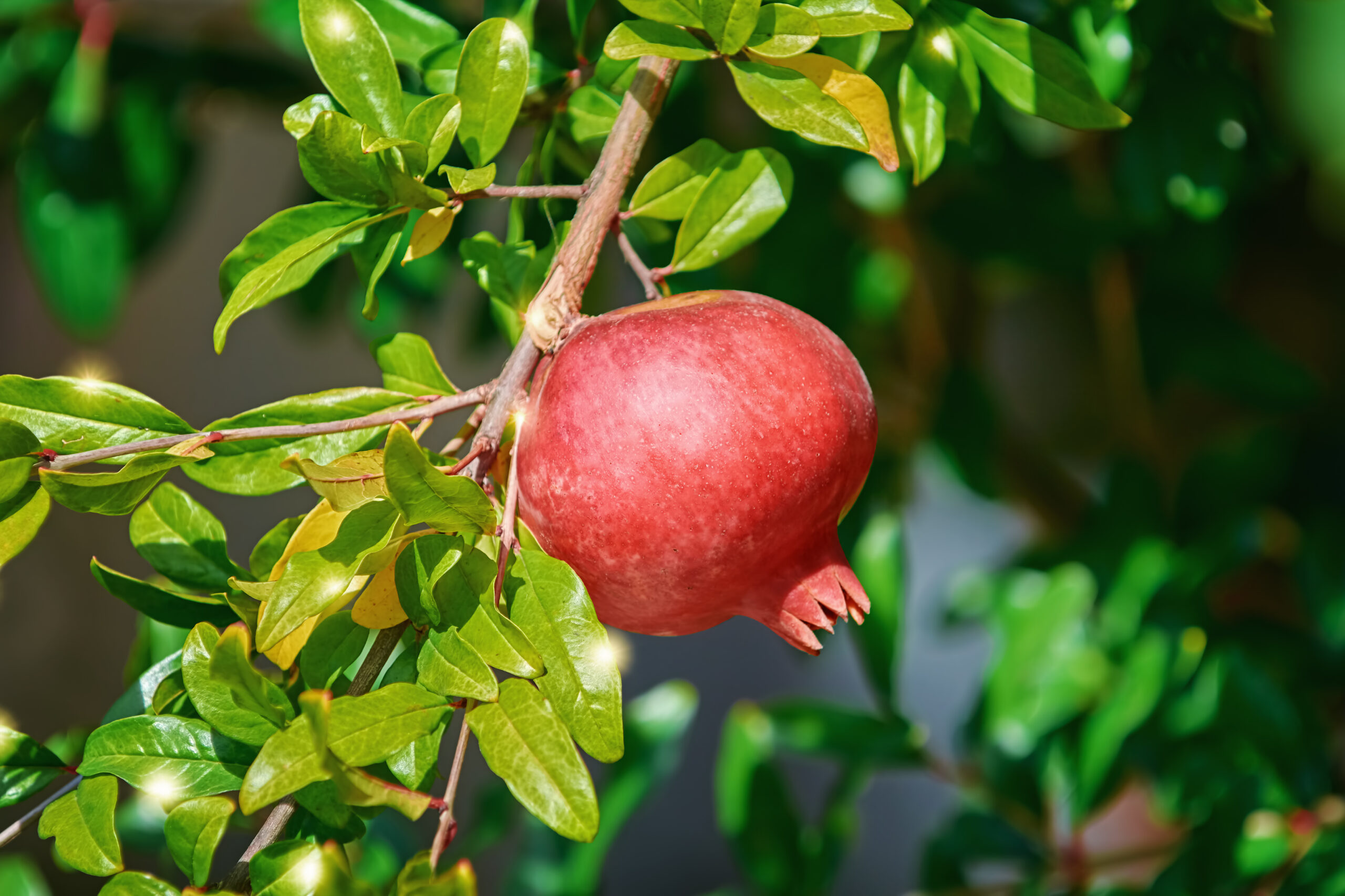 Socotran Pomegranate (Punica protopunica)