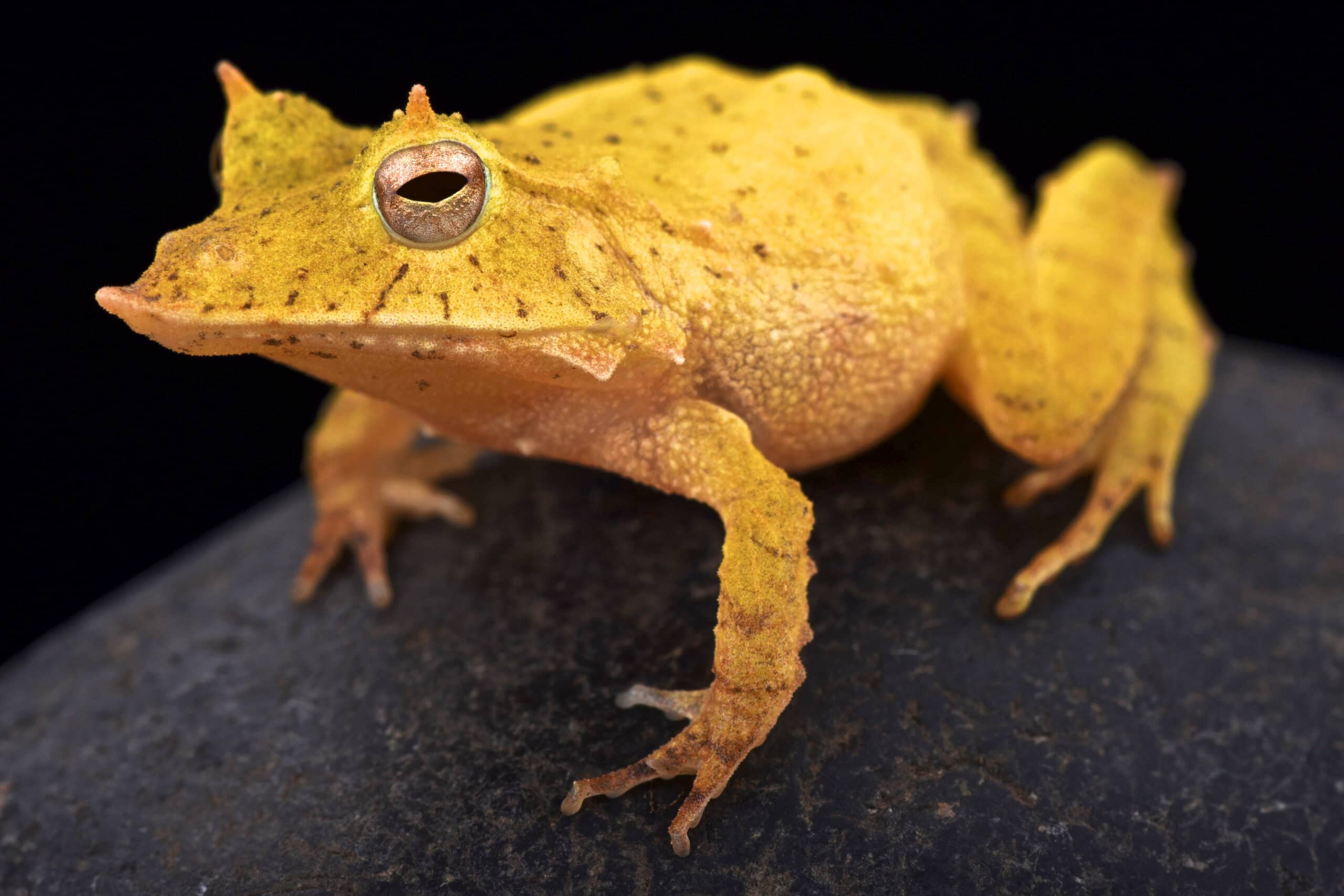 Solomon Island Leaf Frog