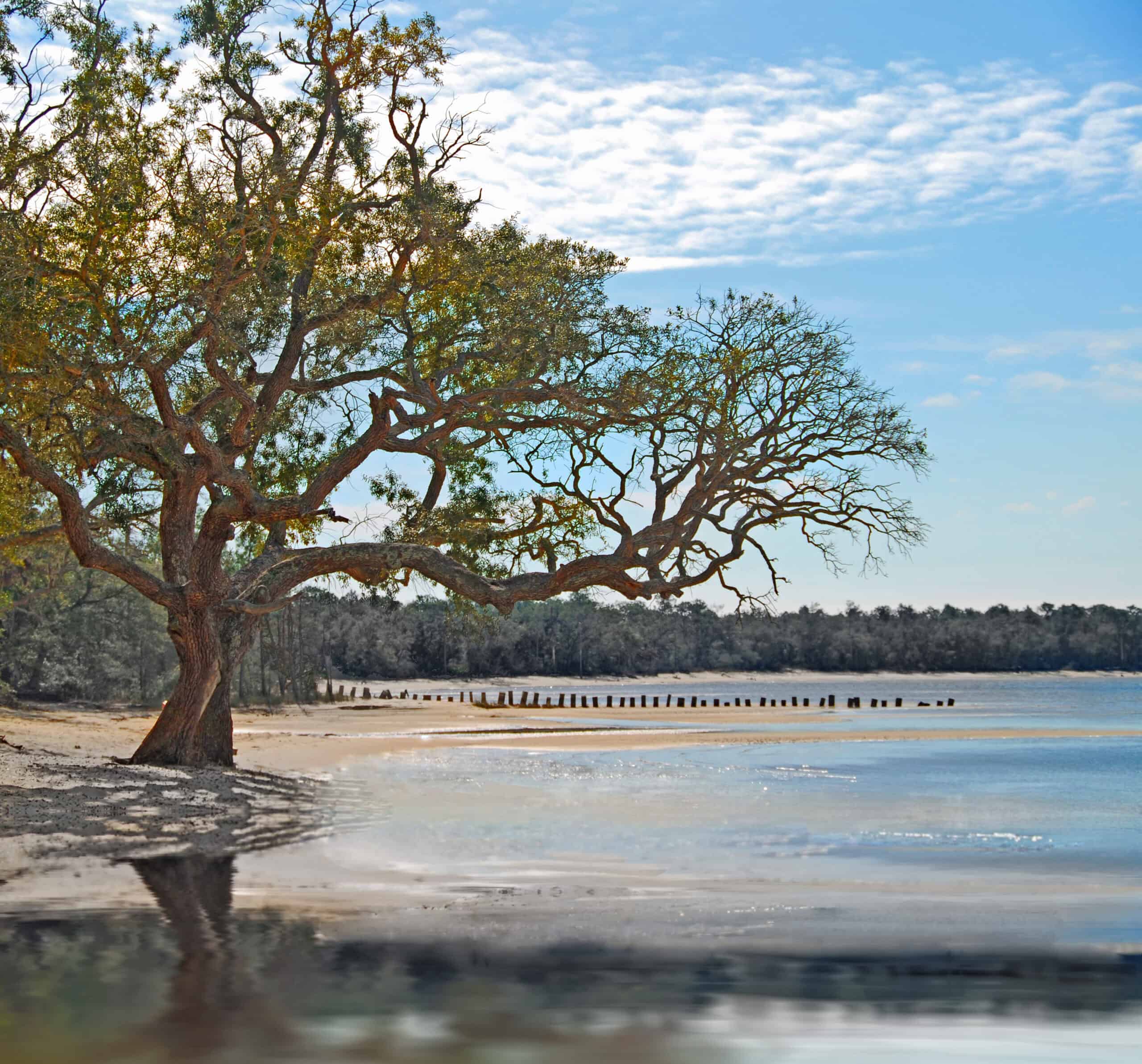 Southern Live Oak (Quercus virginiana)