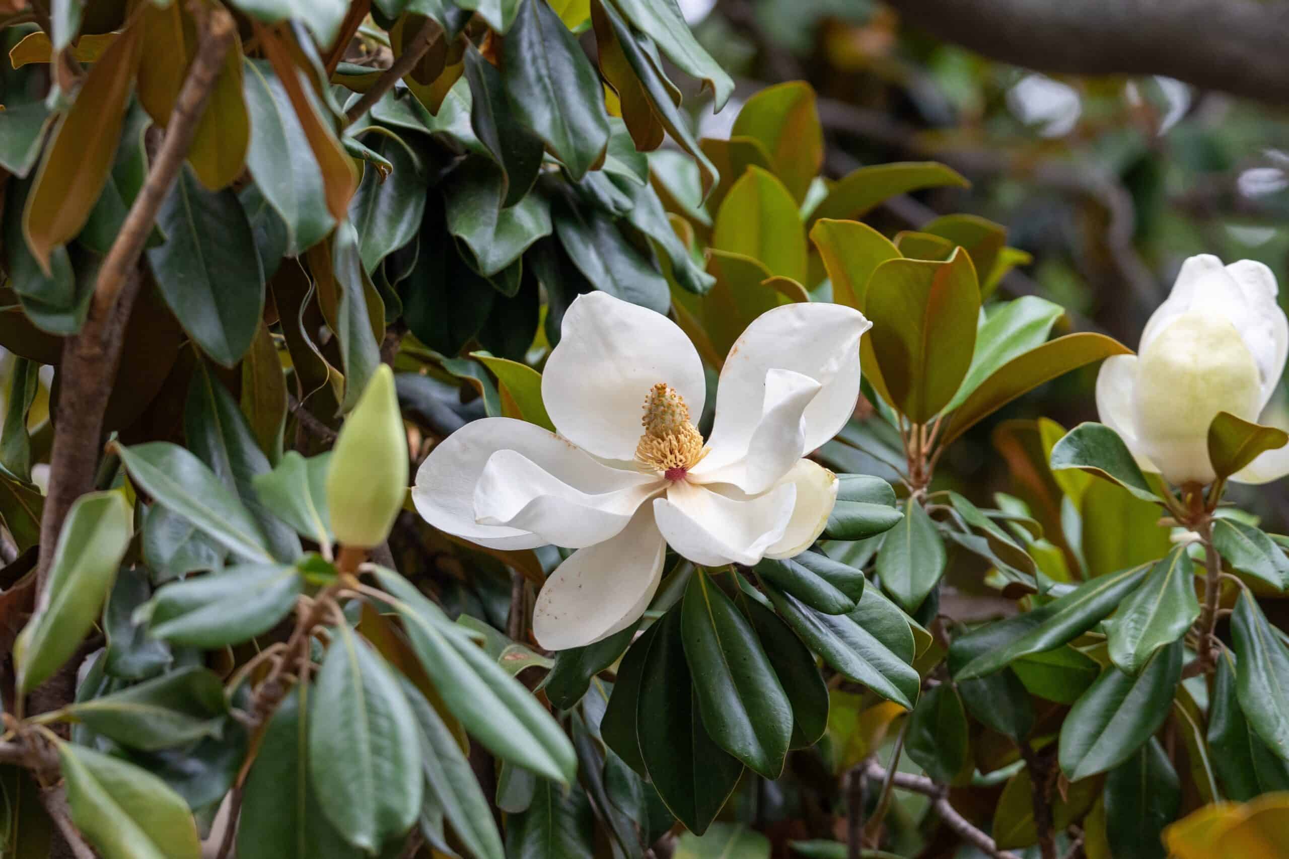 Southern Magnolia (Magnolia grandiflora)