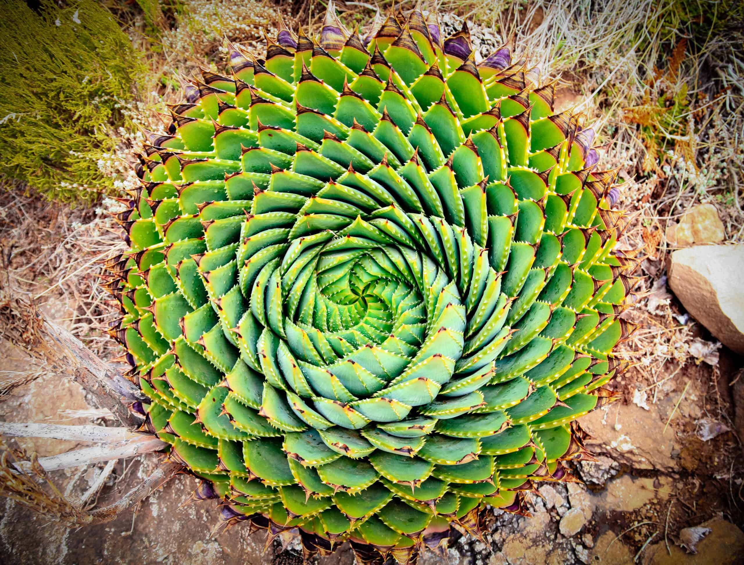 Spiral Aloe (Aloe polyphylla)