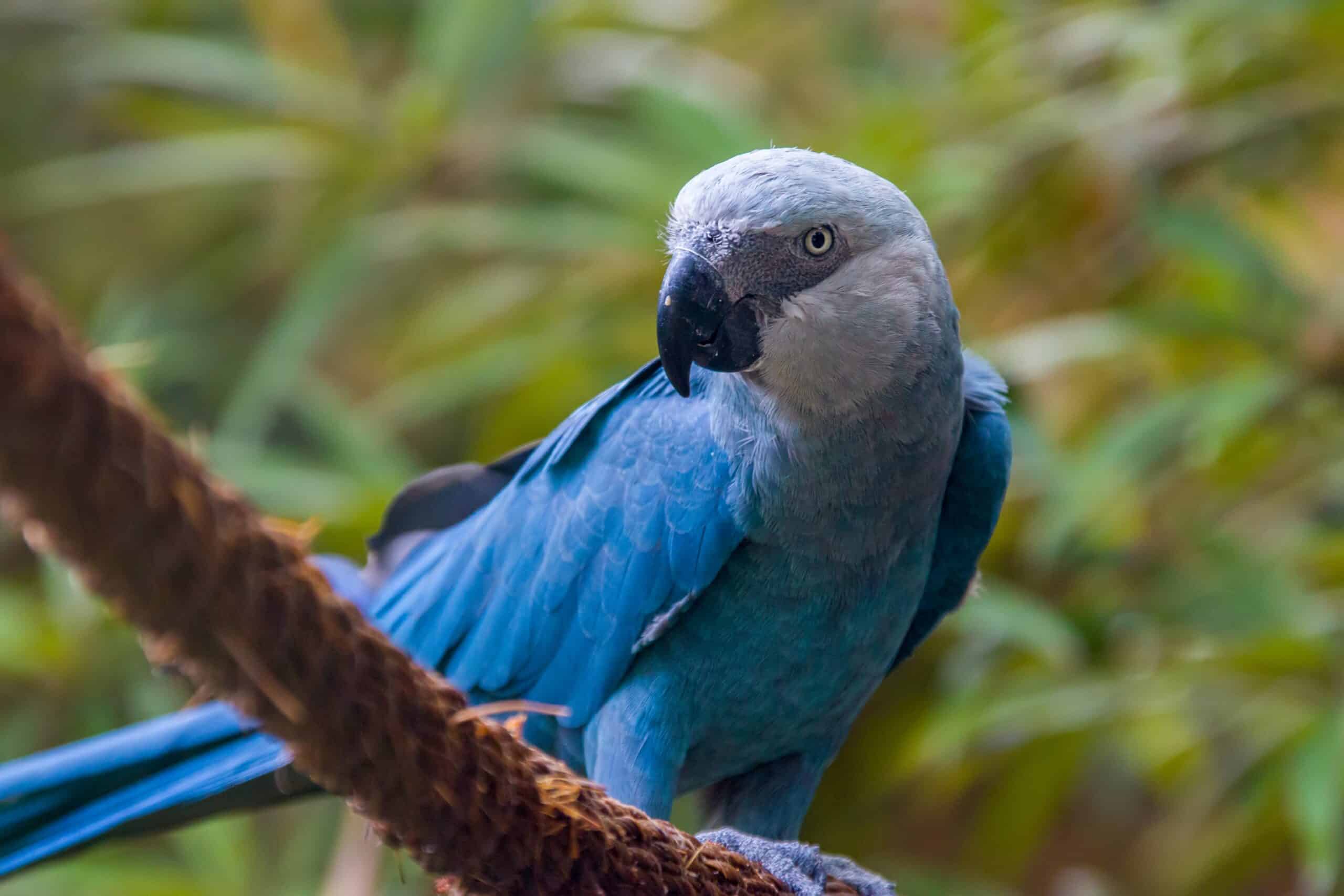 Spix’s Macaw