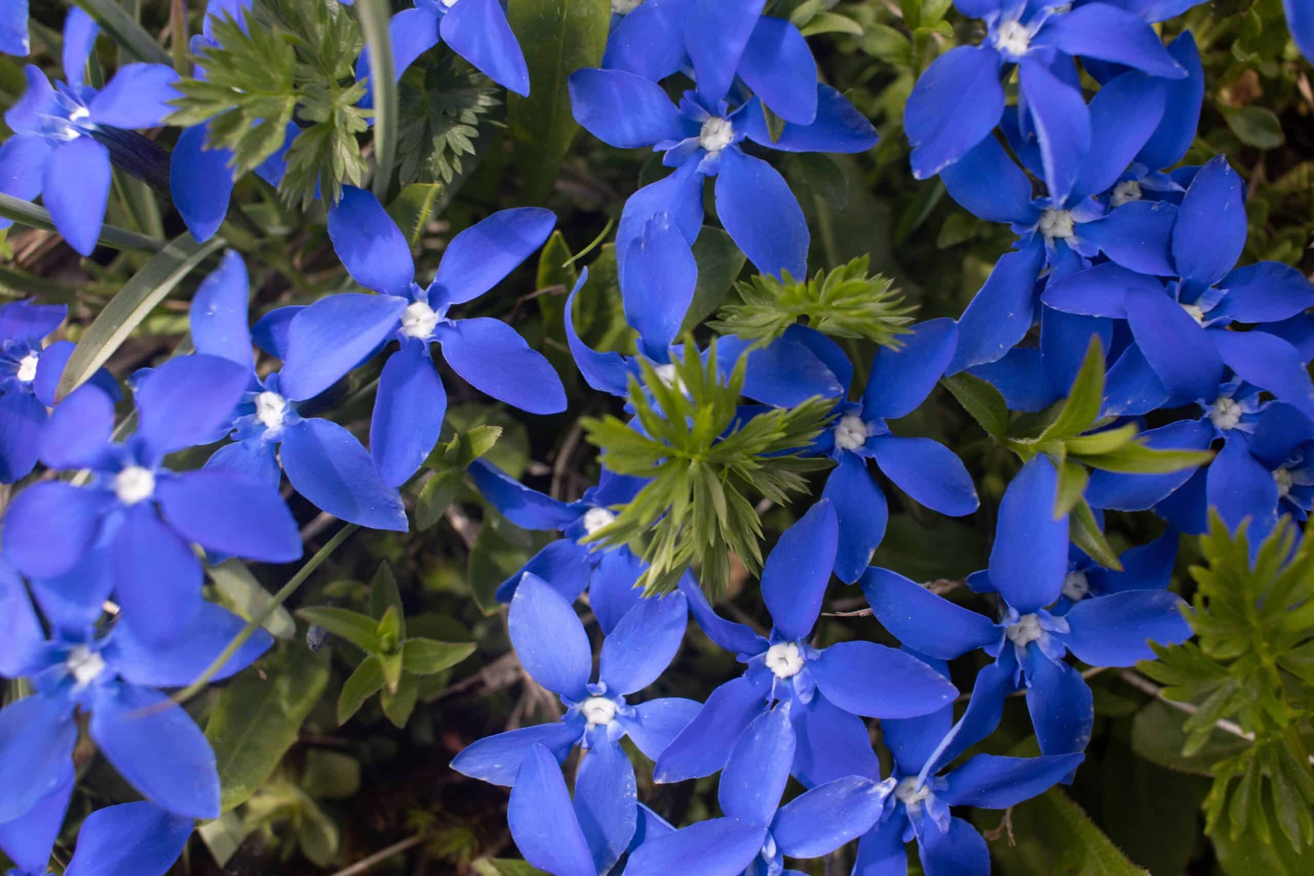 Spring Gentian