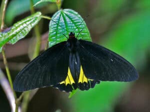 15 Exotic Butterflies Found In Remote Locations - Rarest.org