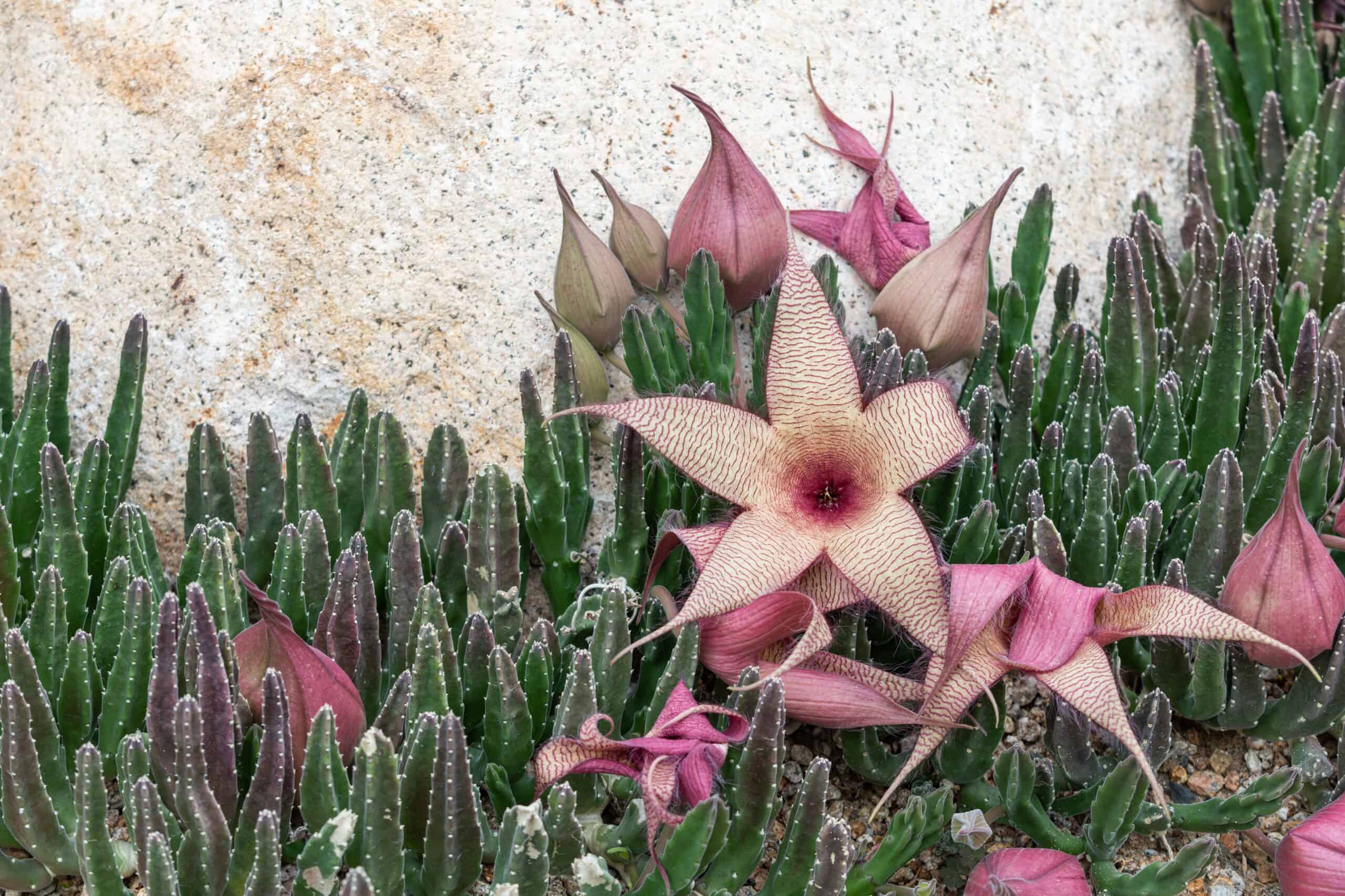 Stapelia gigantea (Carrion Flower)