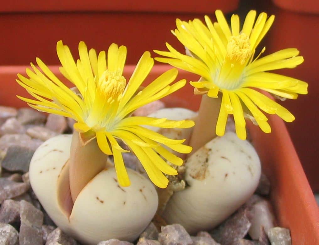 Stone Plant (Lithops ruschiorum)