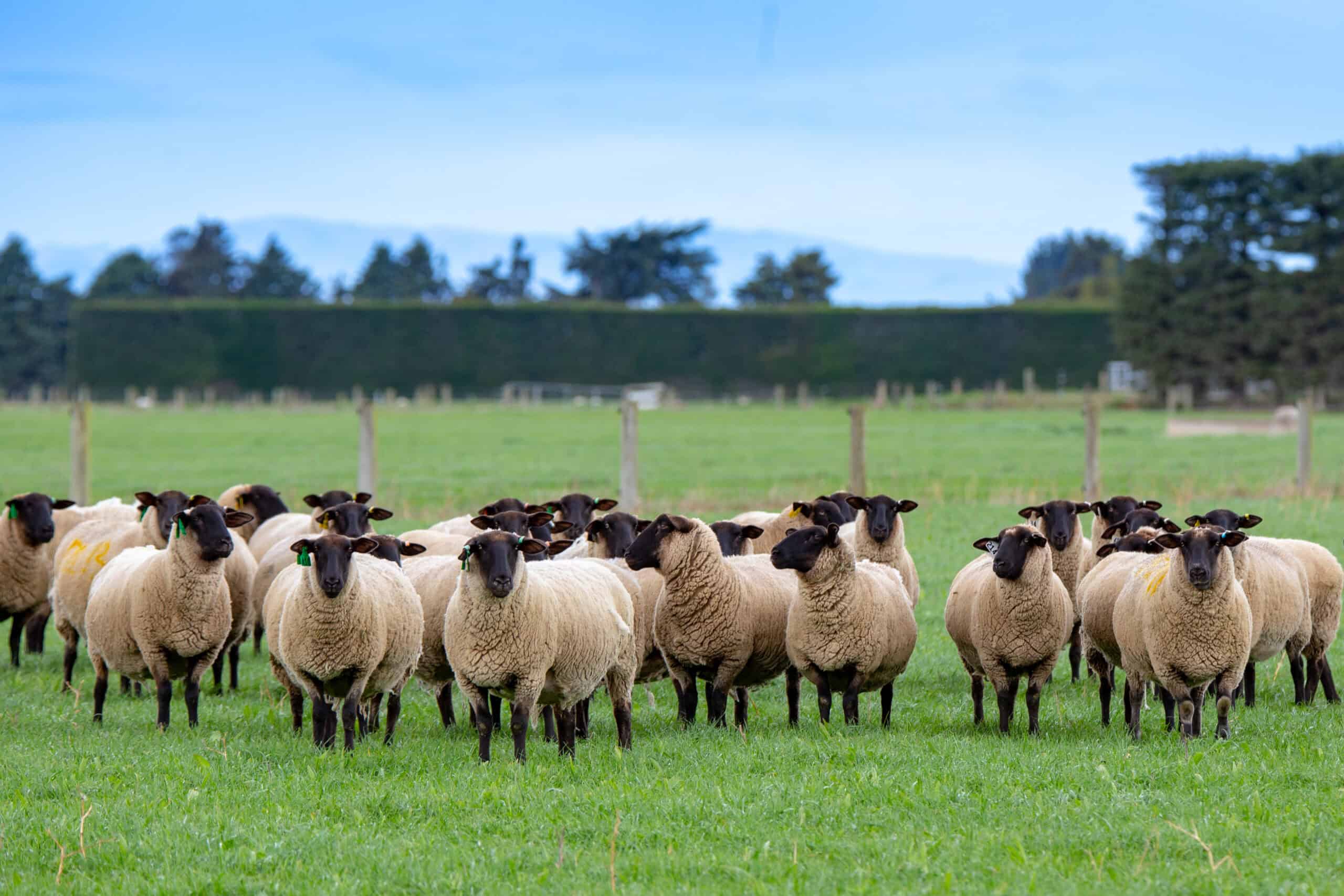 Suffolk Sheep