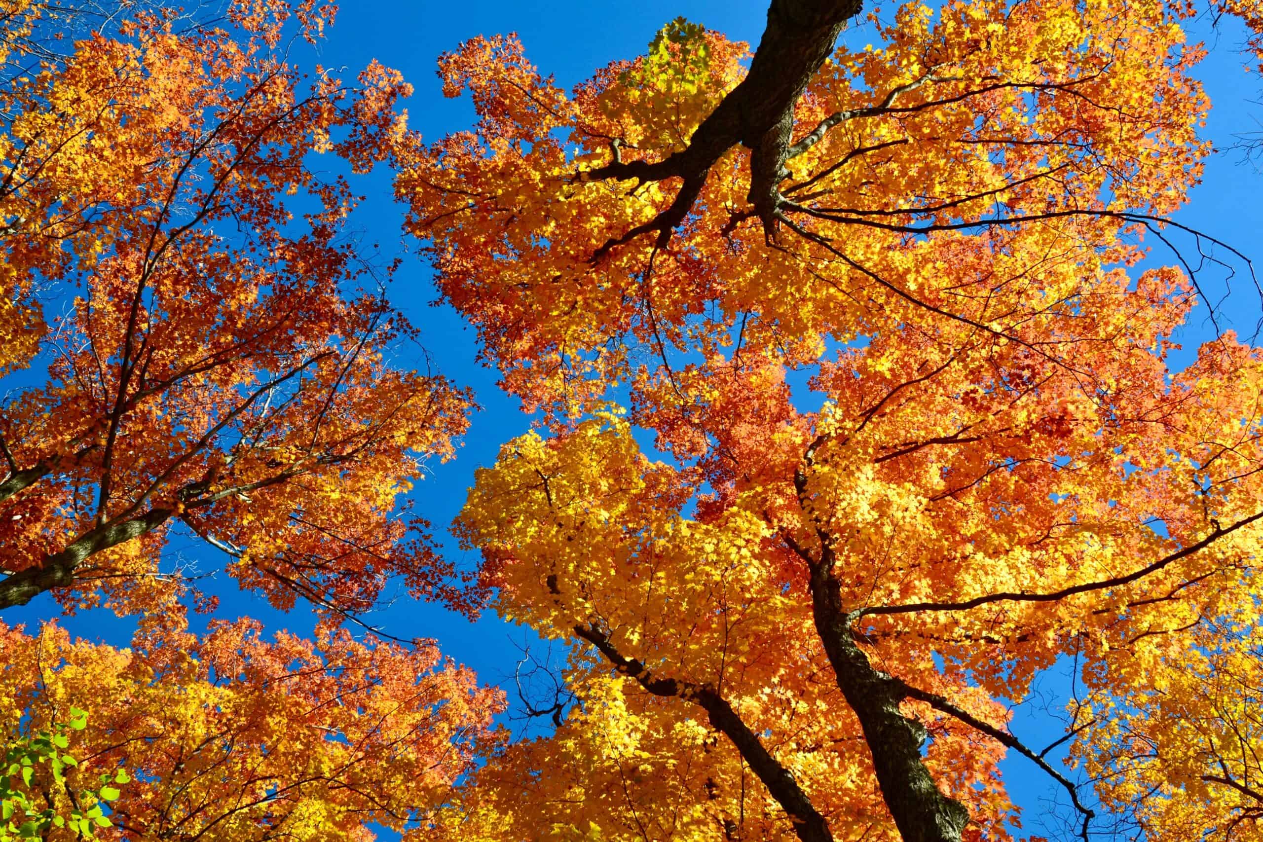 Sugar Maple (Acer saccharum)