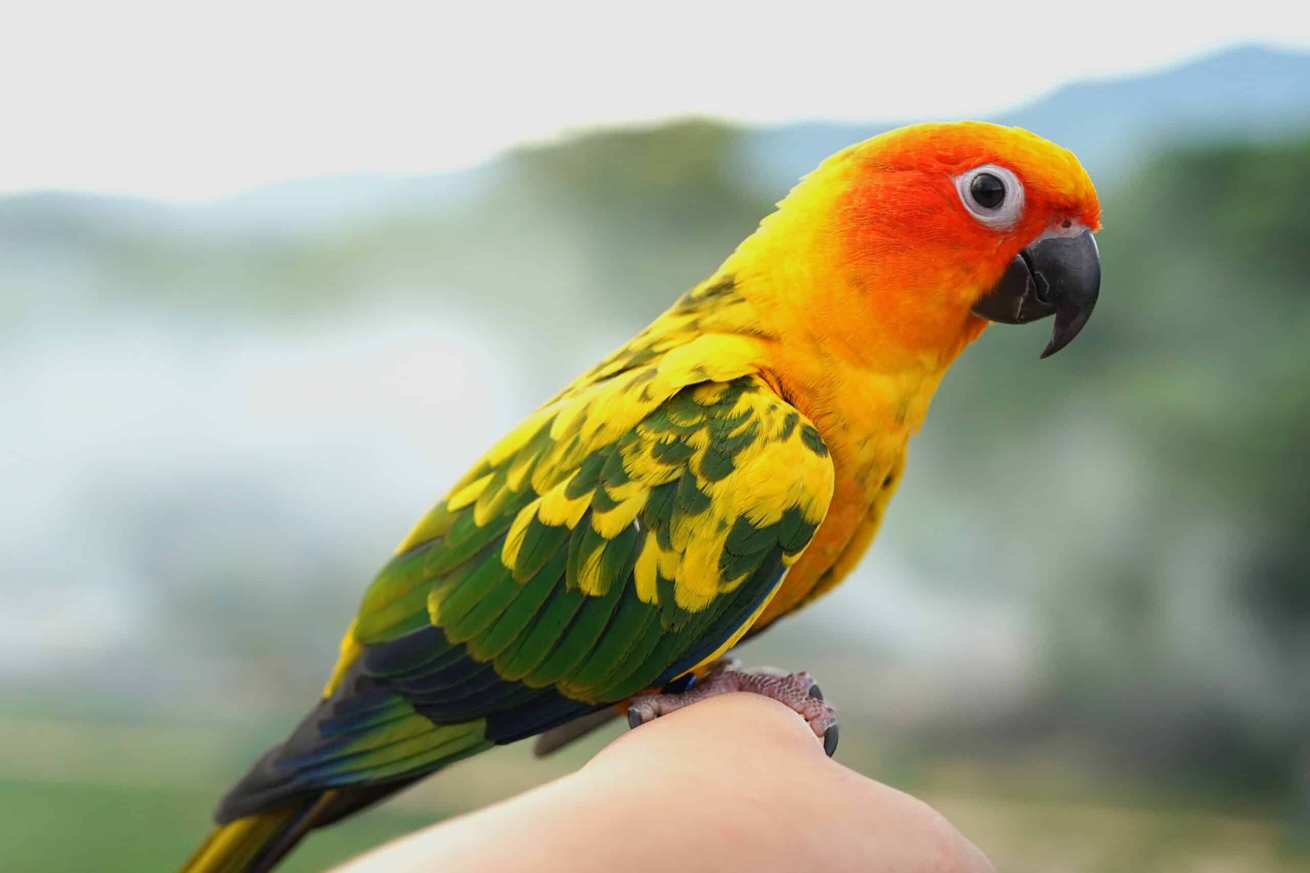 Sun Conure