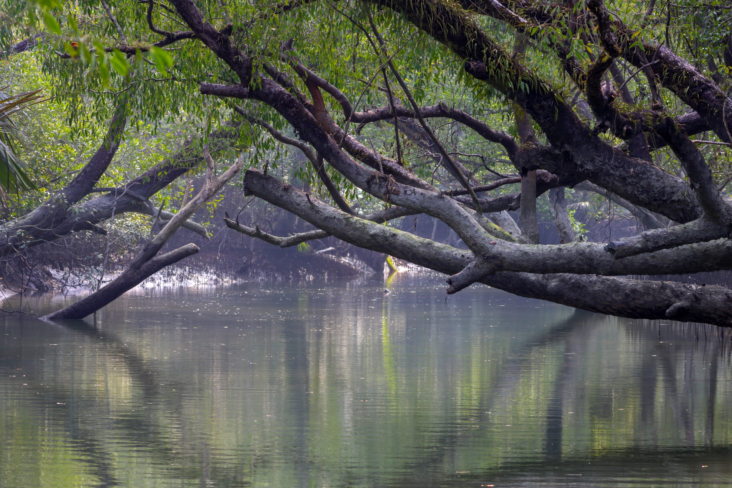 Sundarbans, BangladeshIndia