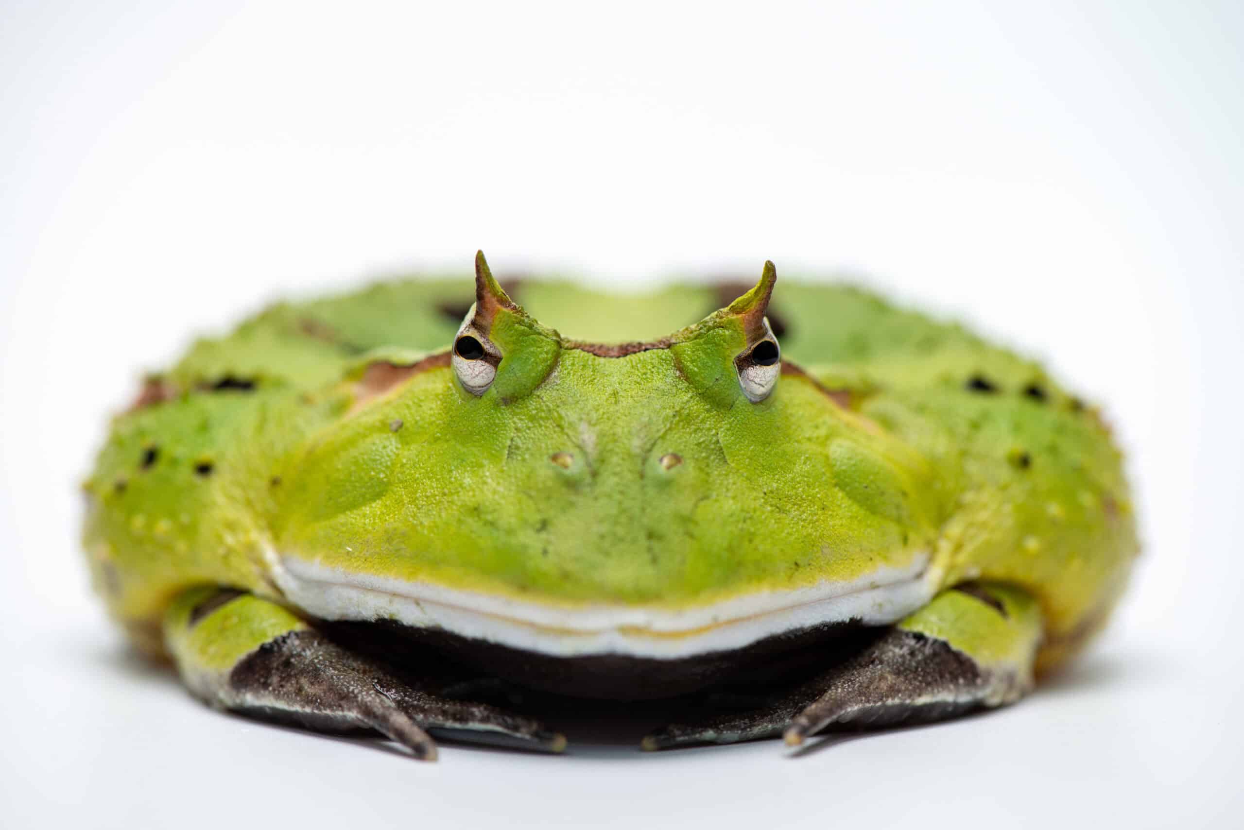 Surinam Horned Frog