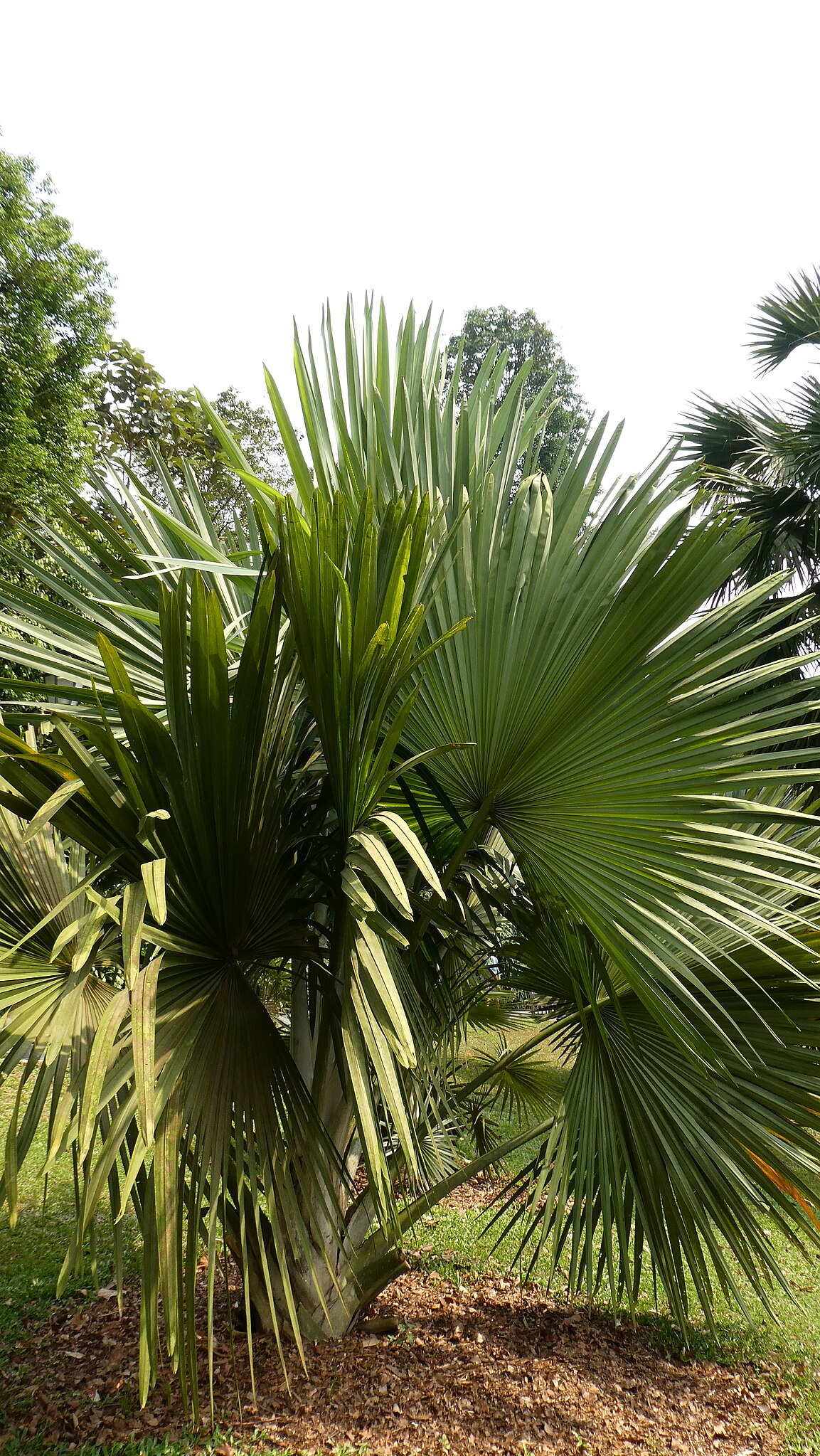 Tahina Palm (Tahina spectabilis)