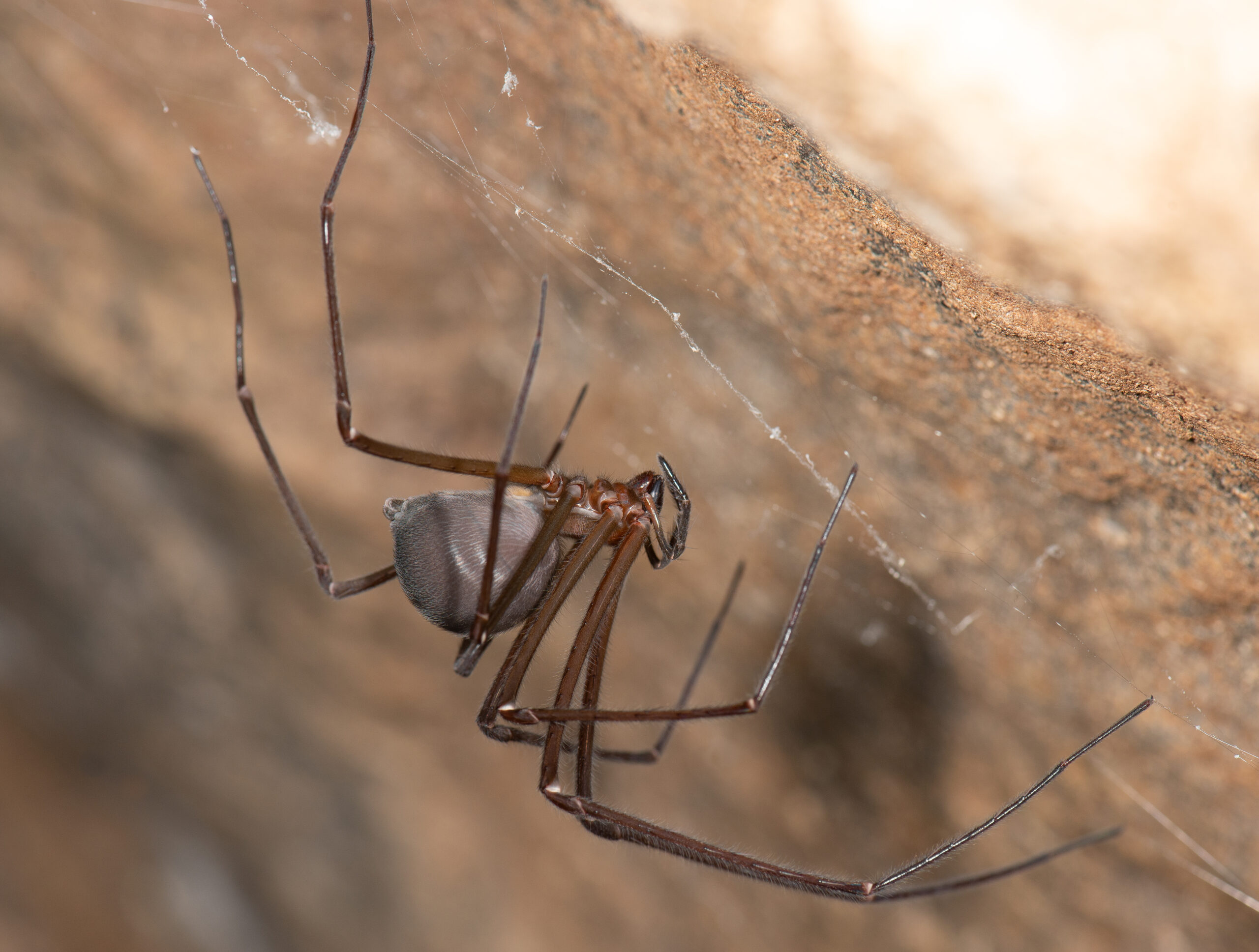 Tasmanian Cave Spider (Hickmania troglodytes)