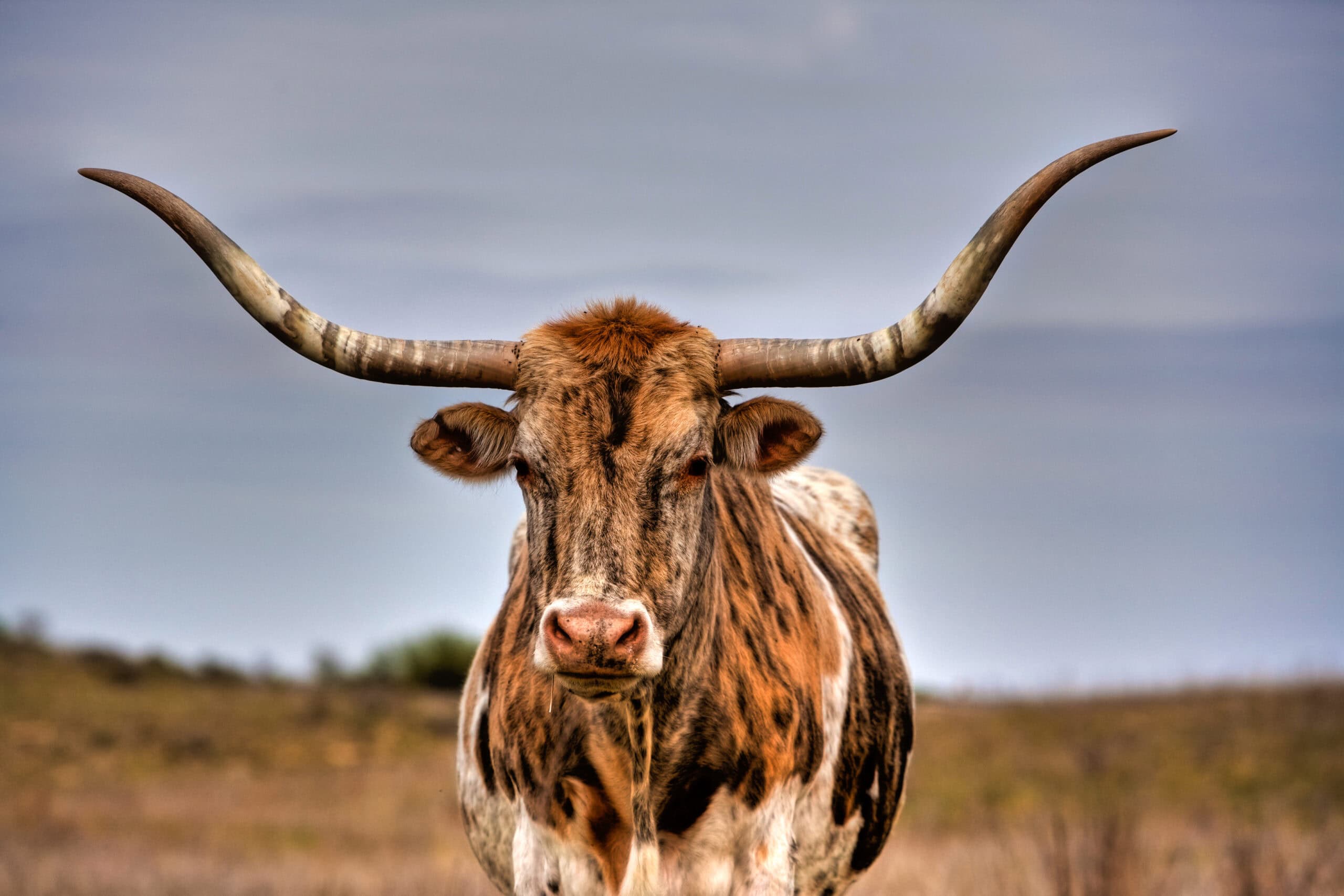 Texas Longhorn Cattle