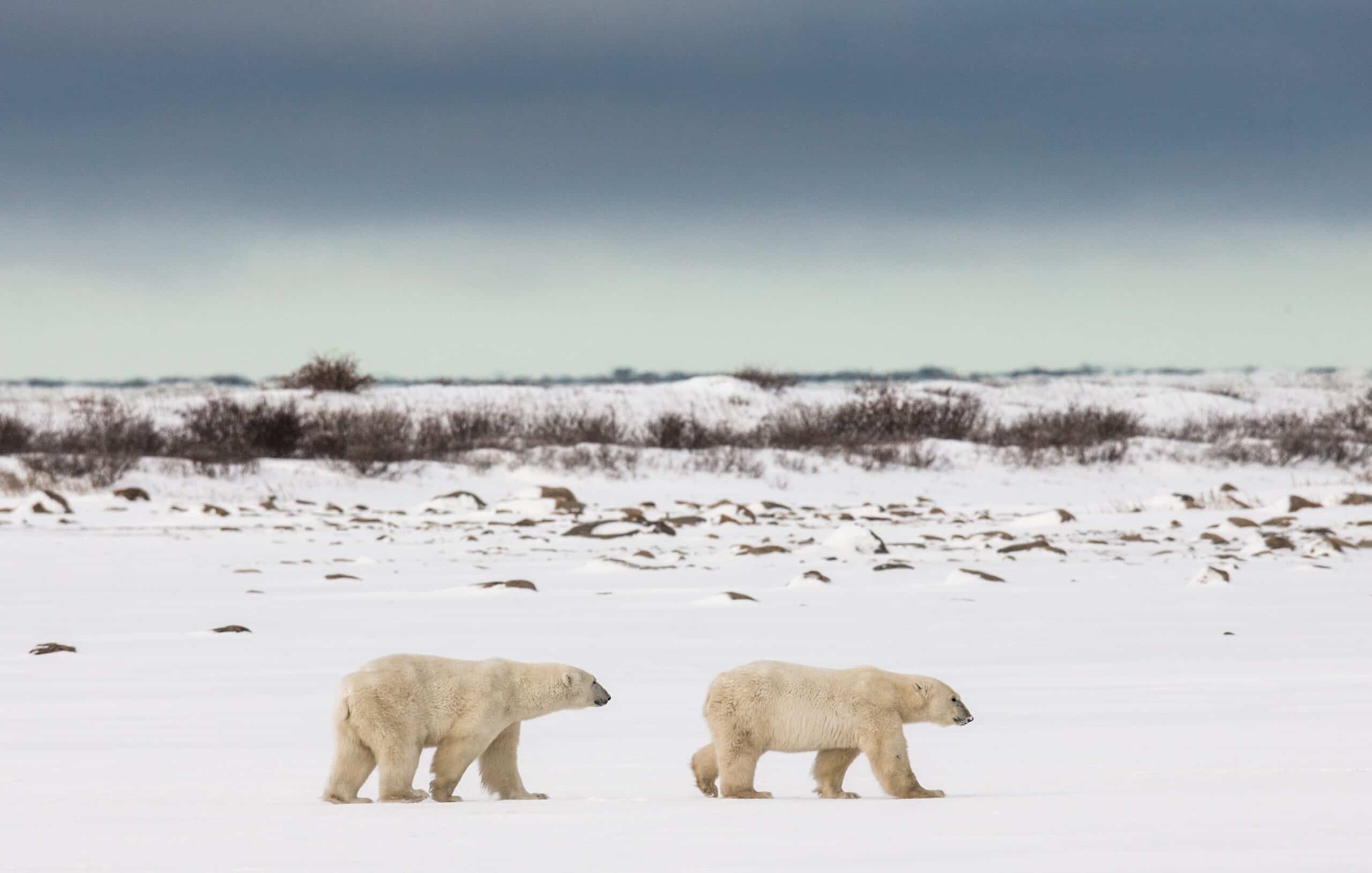 The Arctic Tundra