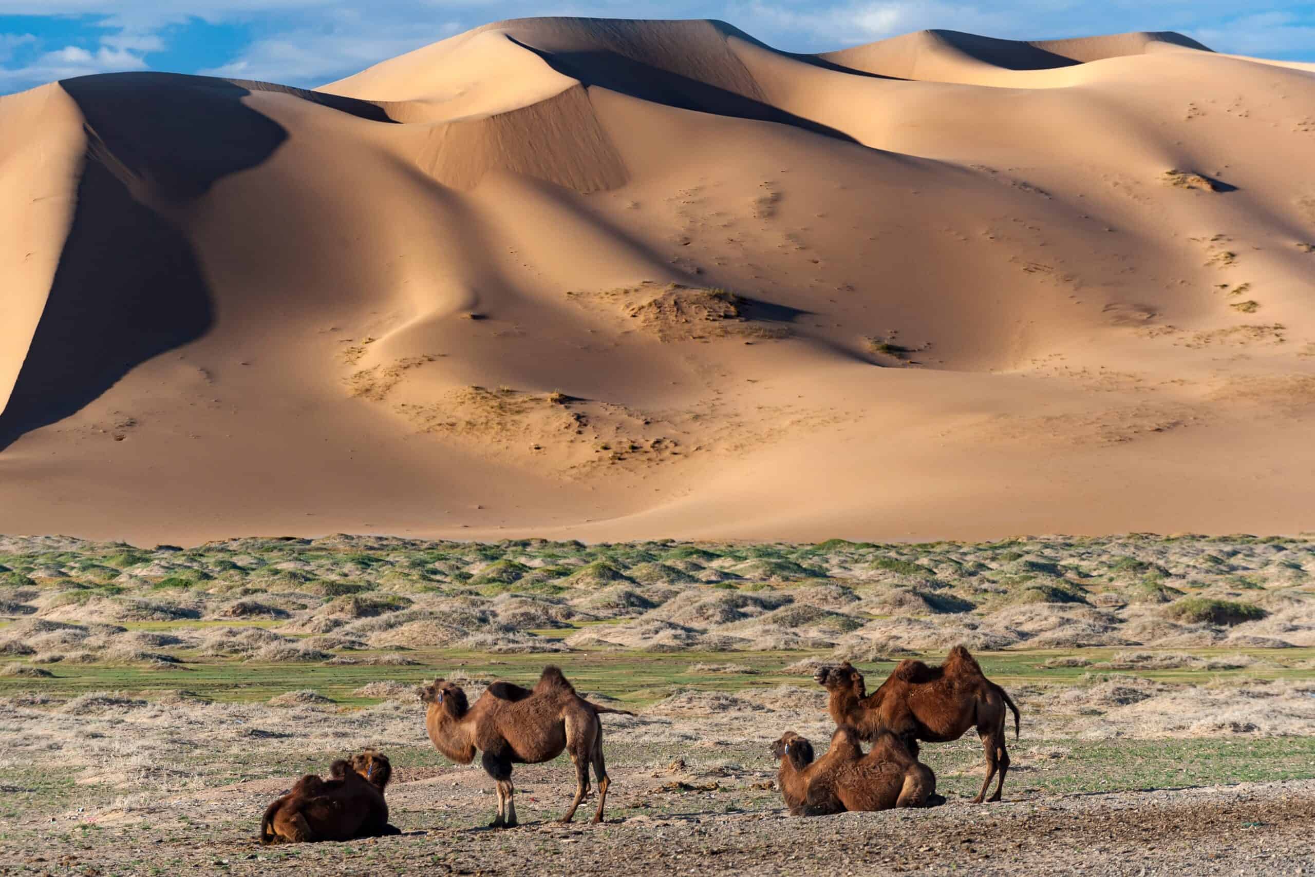 The Gobi Desert