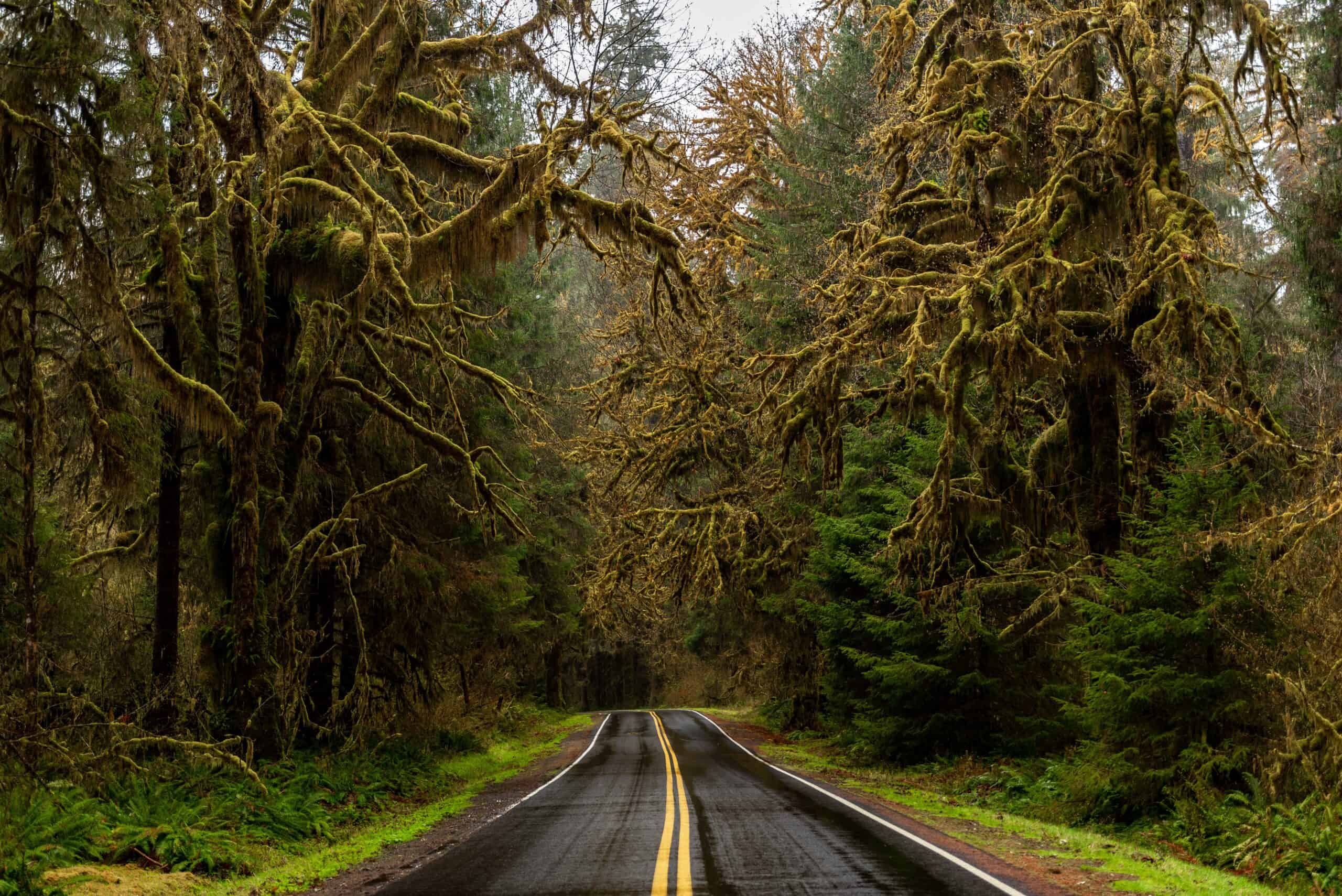 The Hoh Rainforest, USA