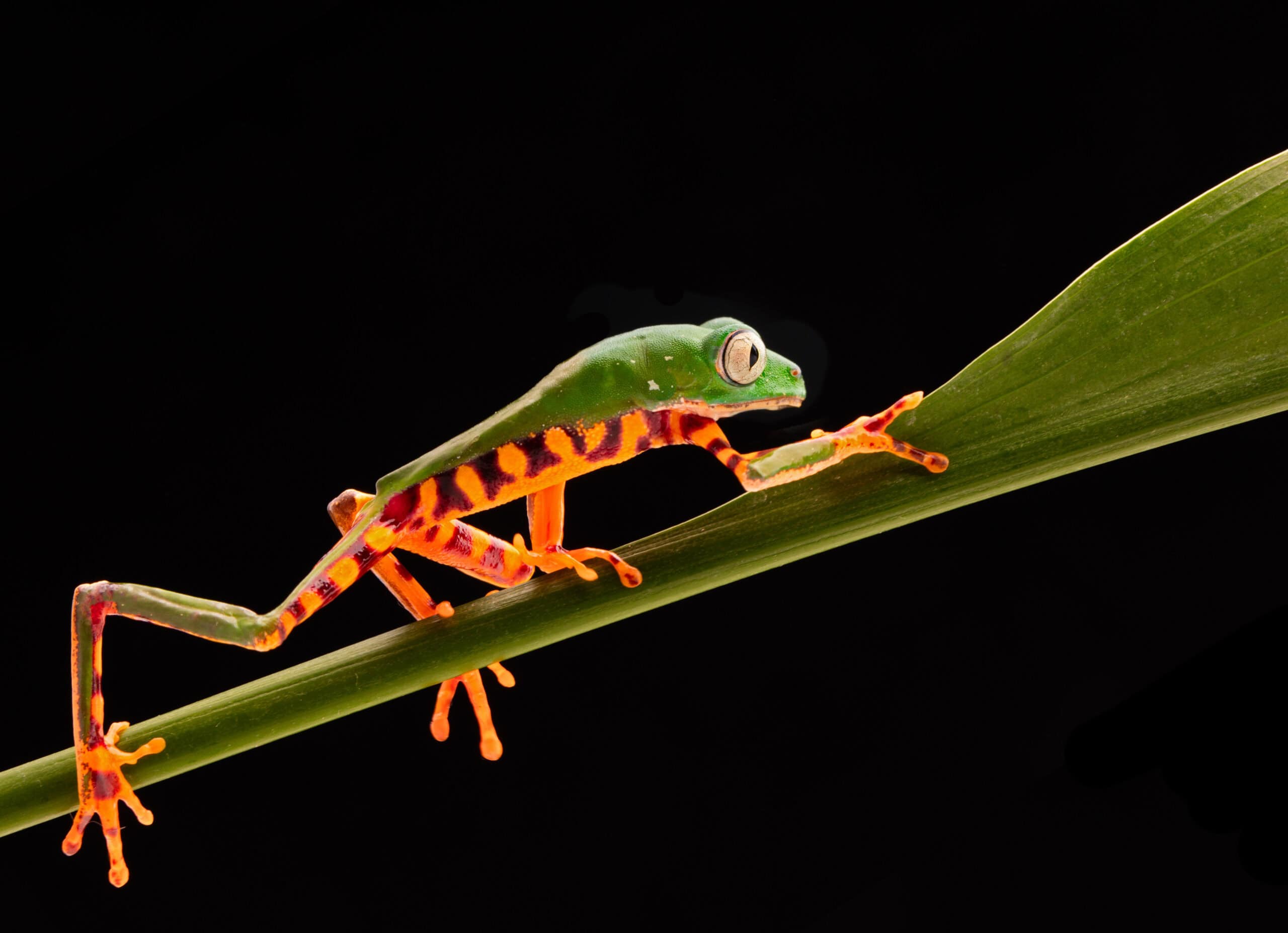 Tiger Leg Monkey Tree Frog