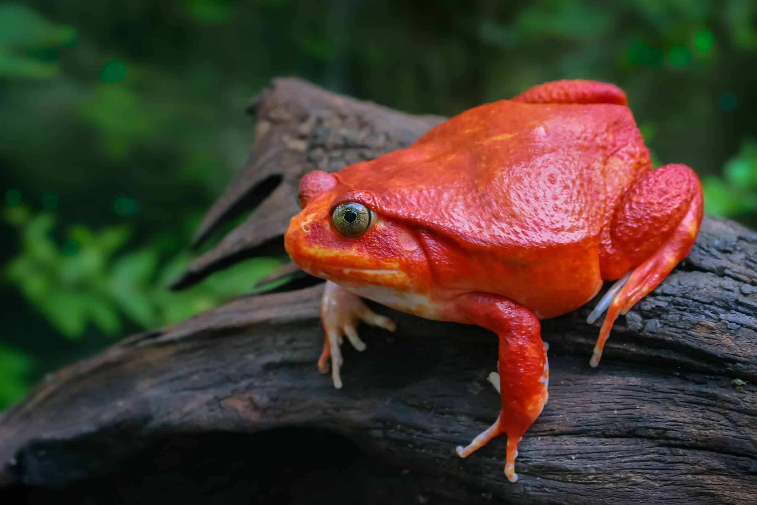 Tomato Frog